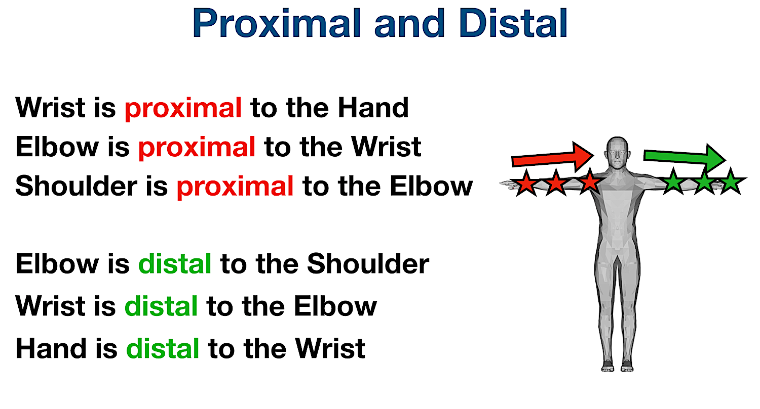 anatomical position directional terms proximal distal example labeled diagram