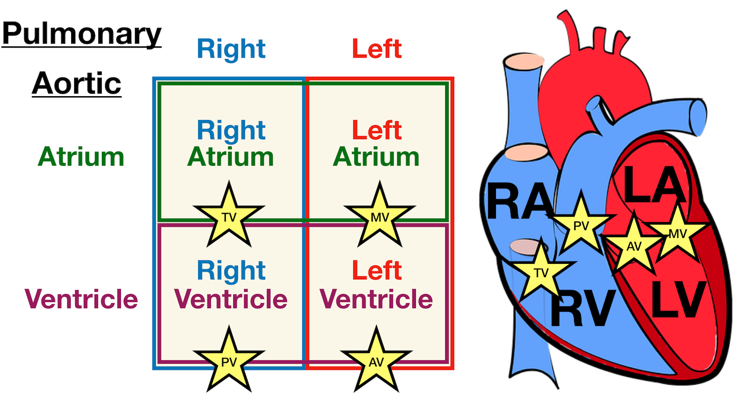 Image: Labeled diagram of the heart showing the aortic valve anatomically located between the left ventricle and aorta.