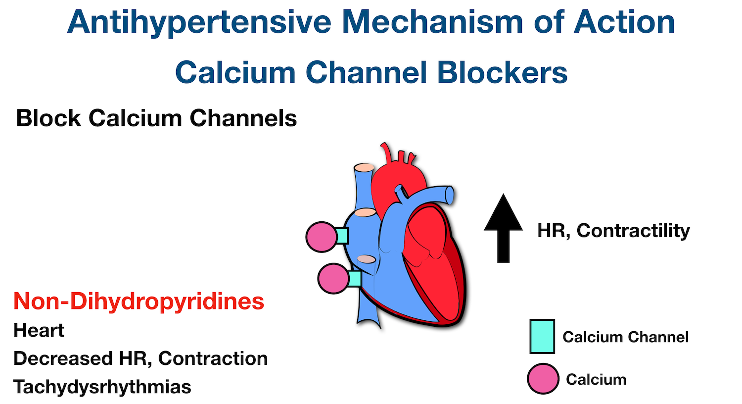 Cardiac Muscle Cell Calcium Channels: When calcium enters cardiac muscle cells through calcium channels, it leads to increased heart rate and cardiac contraction.