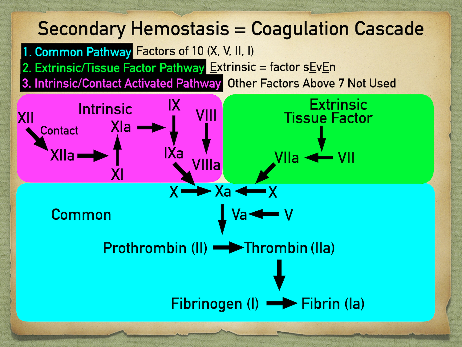Busy diagrams like above can be confusing. However, it accurately depicts each activated factor activating the next.