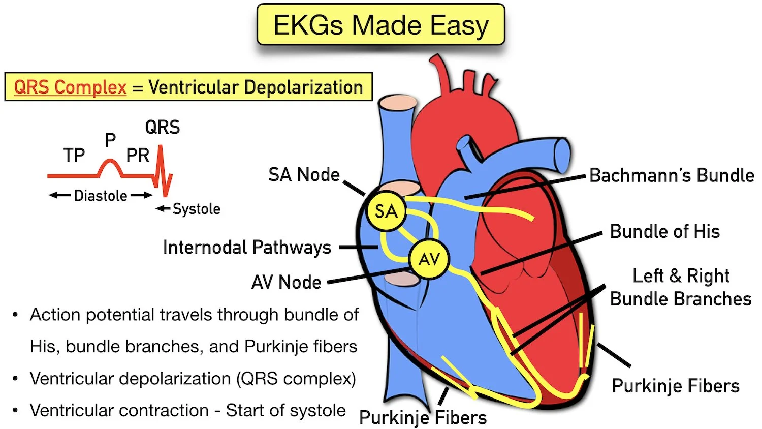 ecg waveform explained qrs complex labeled components diagram ventricular depolarization contraction