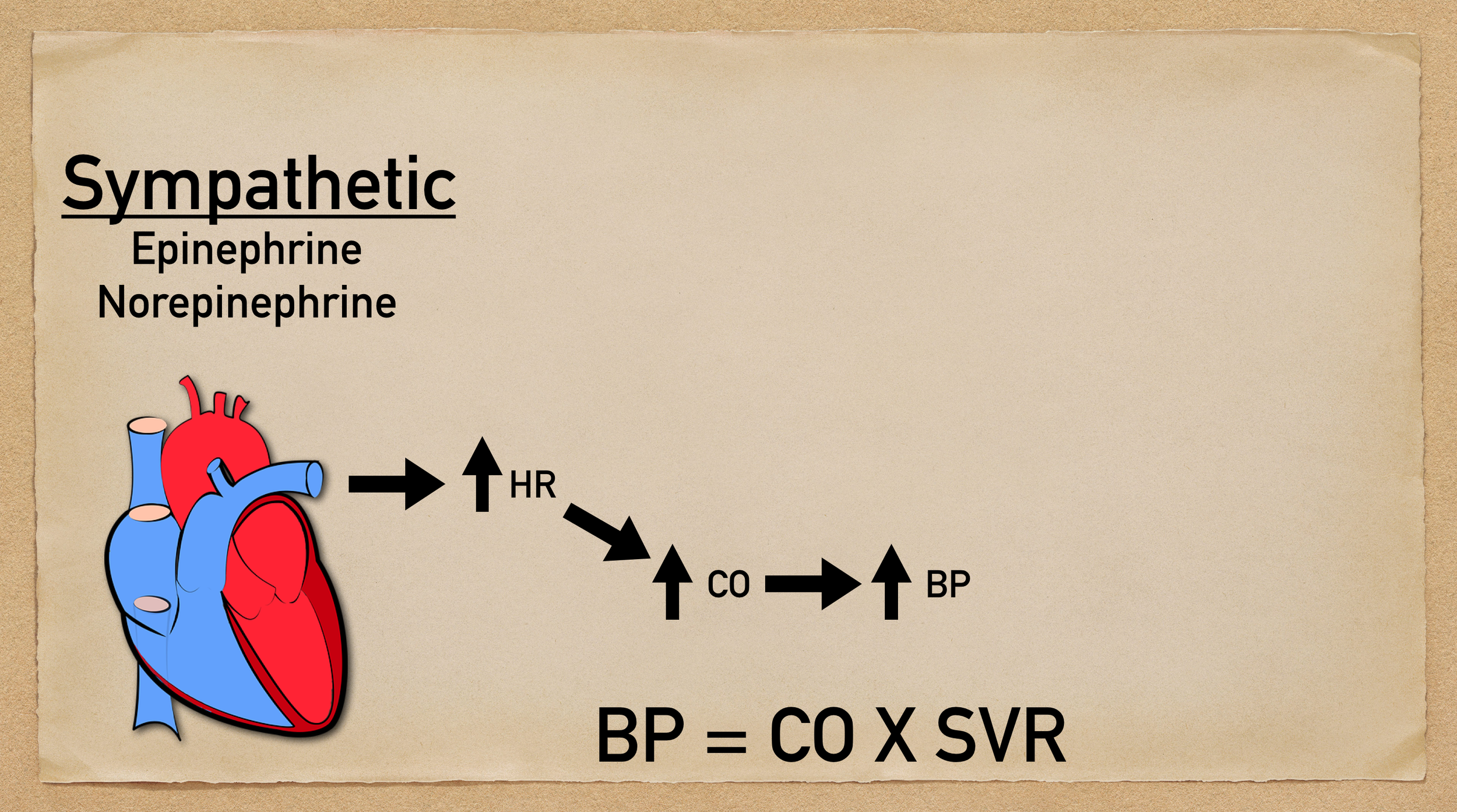 Increased sympathetic activity will increase SA node automaticity and AV node conduction velocity resulting in increased heart rate.   The increase in heart rate will increase cardiac output, which will increase blood pressure.