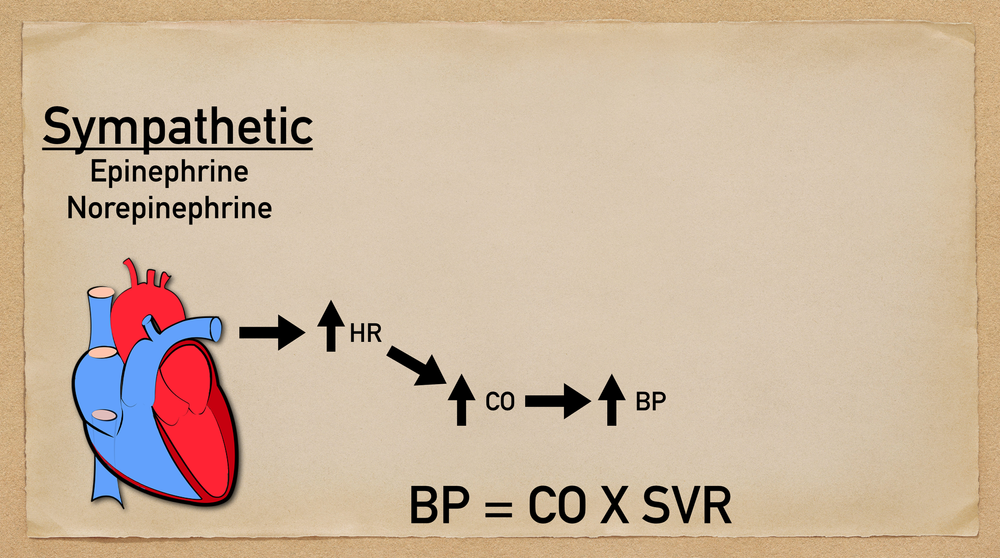 Blood Pressure Regulation of Hypotension: Physiology, Mechanism, and ...