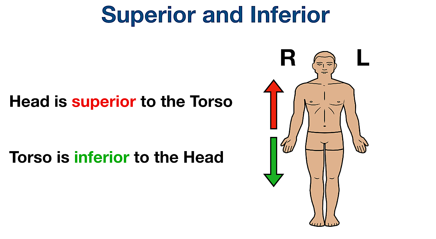 anatomical position directional terms superior inferior examples