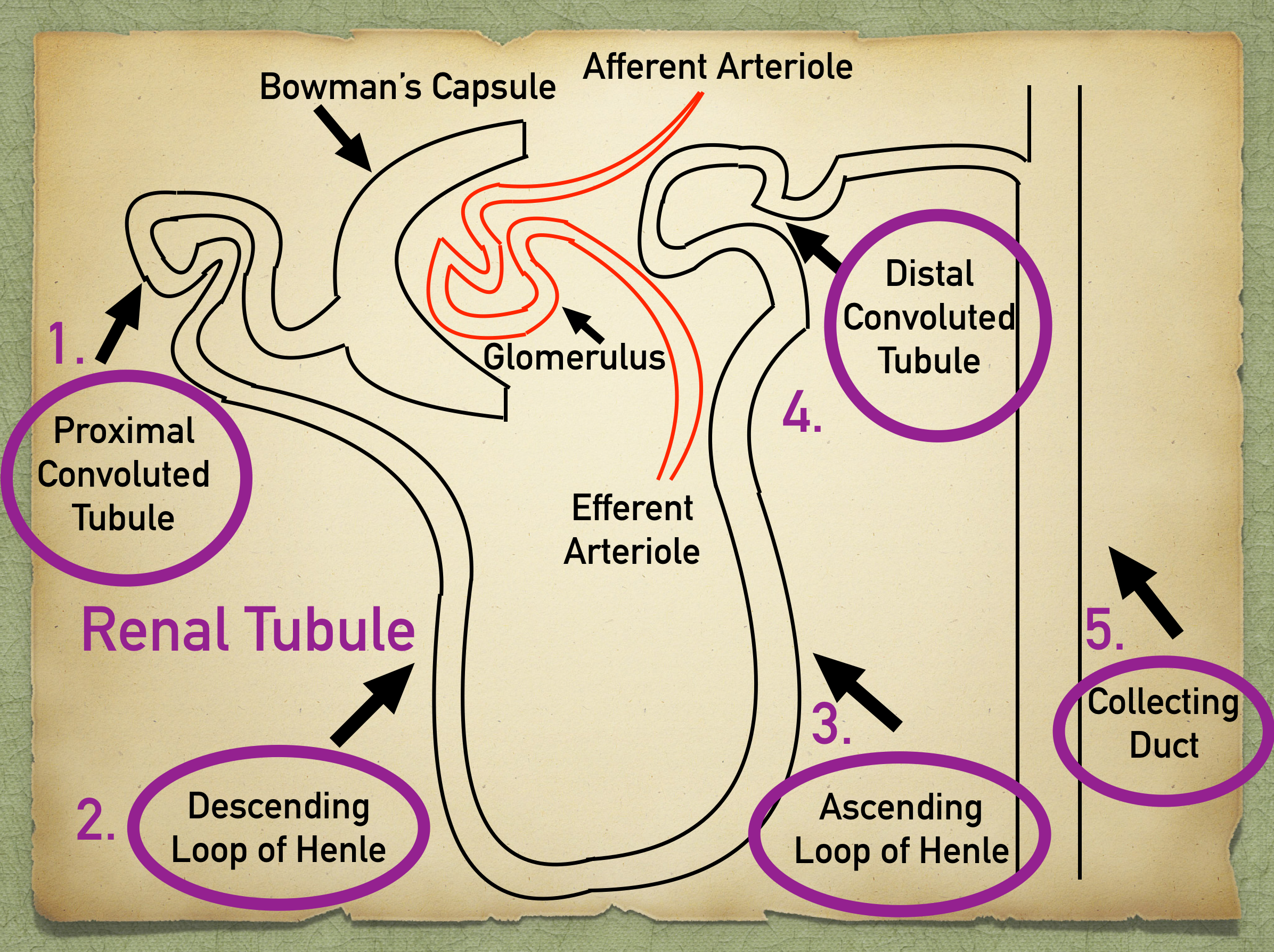 The renal tubule, the second part of the nephron, consists of the proximal convoluted tubule, descending loop of Henle, ascending loop of Henle, distal convoluted tubule, and collecting system.