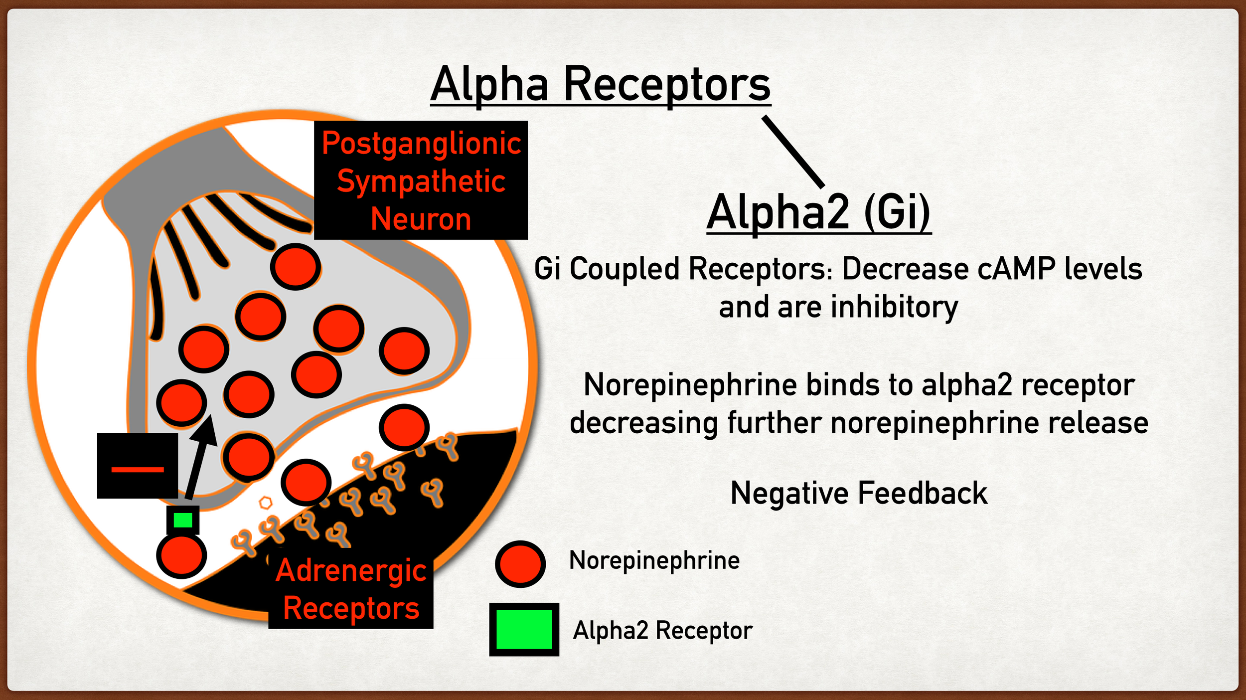 Alpha2 receptors are coupled with Gi proteins and decrease cAMP levels . They are primarily found on presynaptic nerve terminals and lead to inhibition of further norepinephrine release.