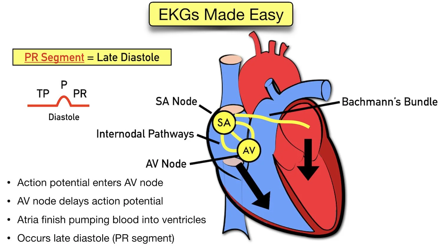 ecg waveform explained labeled components diagram pr segment av node