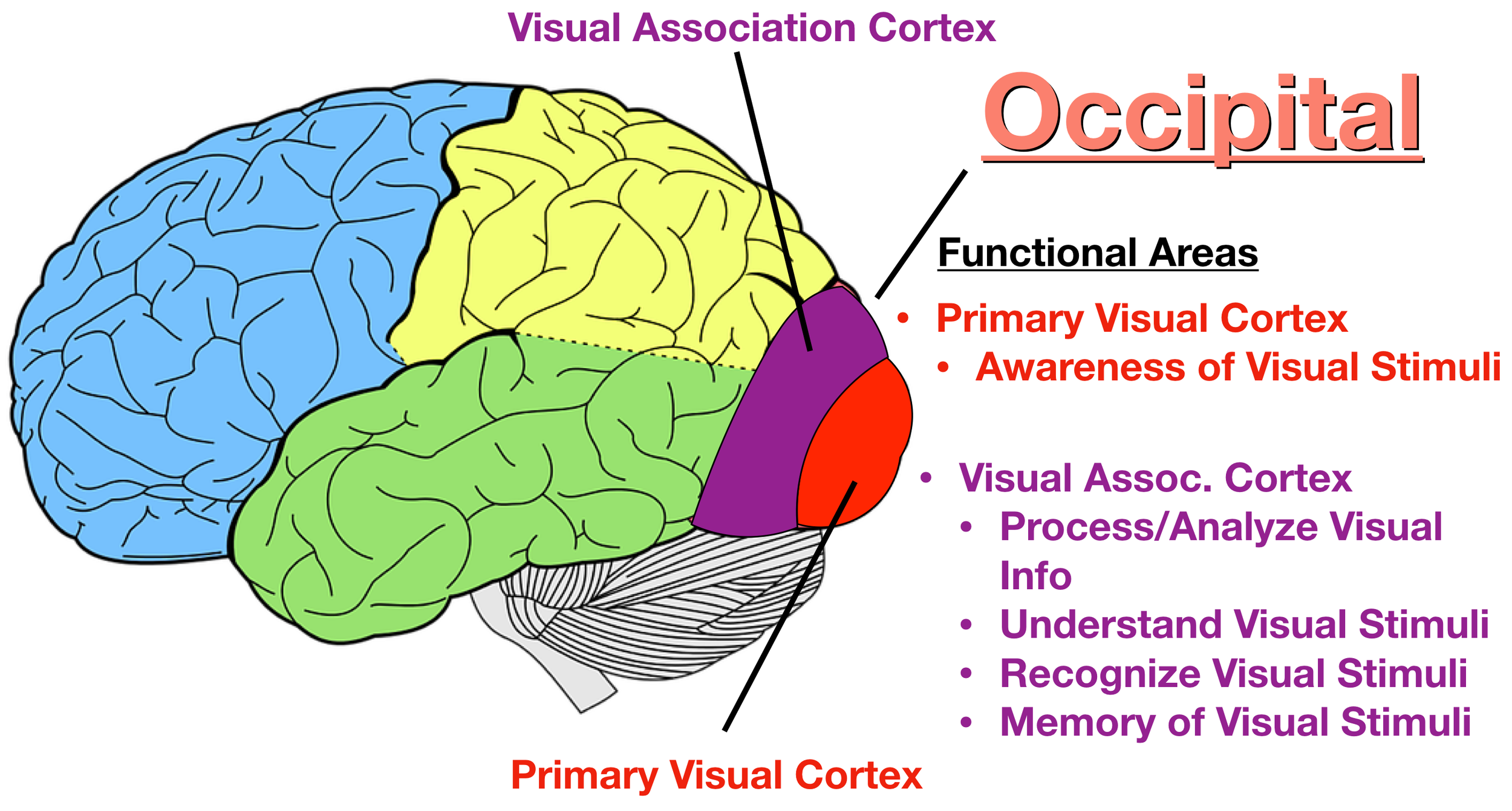Image: The visual association cortex (purple) is located anterior to the primary visual cortex (red). It analyzes and processes visual stimuli to help us recognize and understand the stimulus.