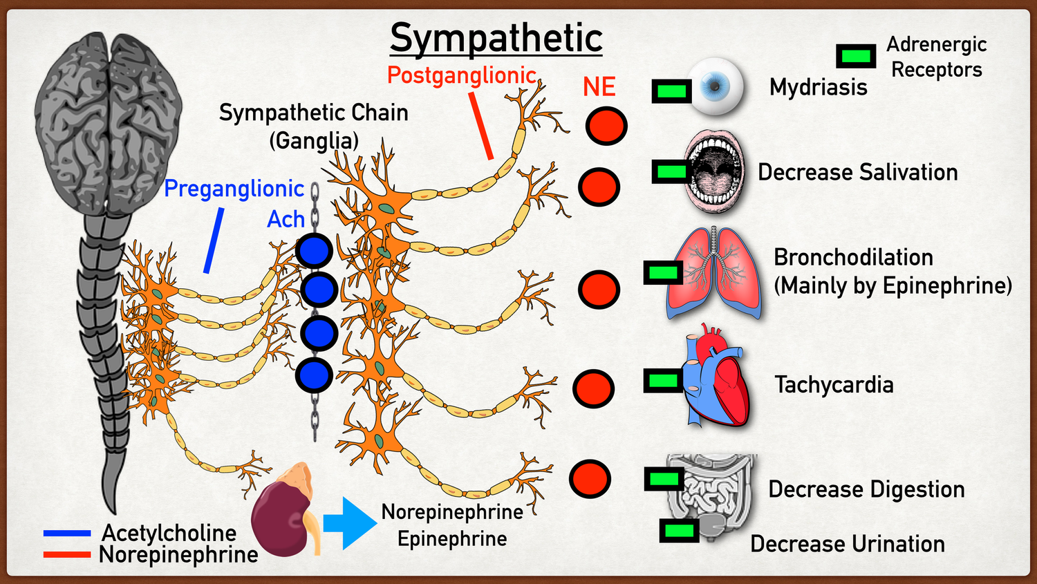 Alpha Adrenergic Receptors: Types, Function, Location, and Stimulation ...