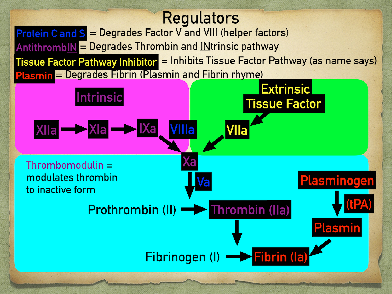Protein C and S inhibit factors V and VIII. Antithrombin inhibits thrombin and factors of the intrinsic pathway. Tissue factor pathway inhibitor inhibits the tissue factor/extrinsic pathway. Plasmin degrades fibrin. Thrombomodulin modulates thrombin…