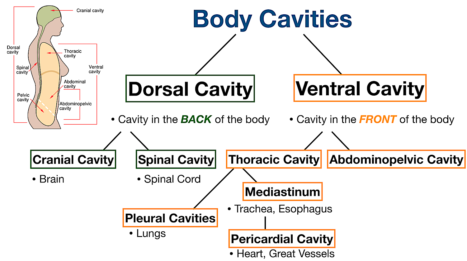 pericardial body cavity labeled diagram thoracic mediastinum pleural