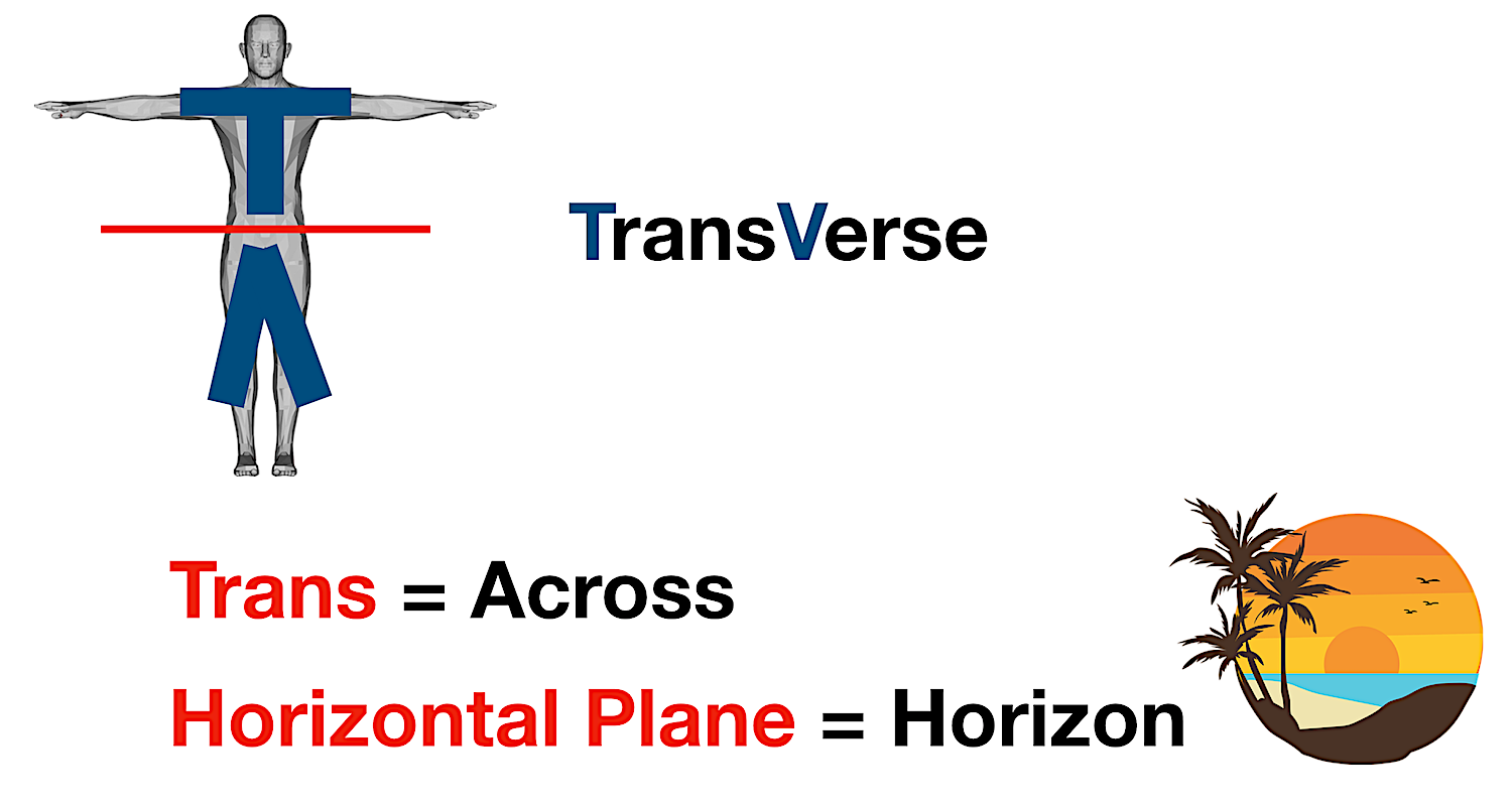 anatomical position body planes transverse section example labeled diagram