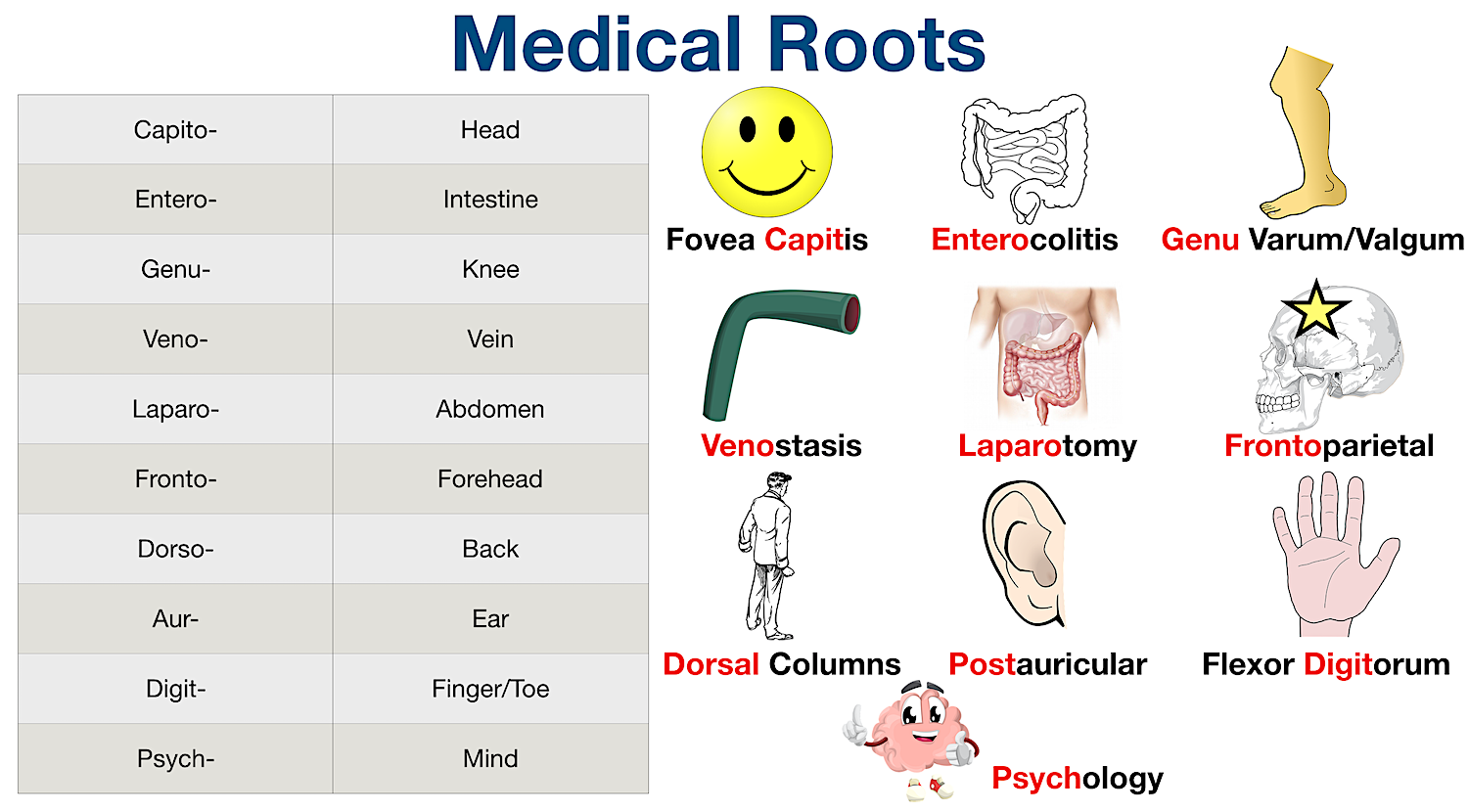 Medical Terminology: List of common root words for body parts