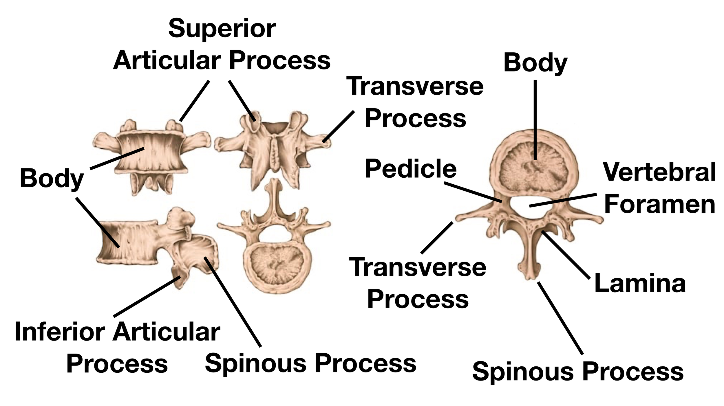 Image: Common anatomical features of each vertebra.
