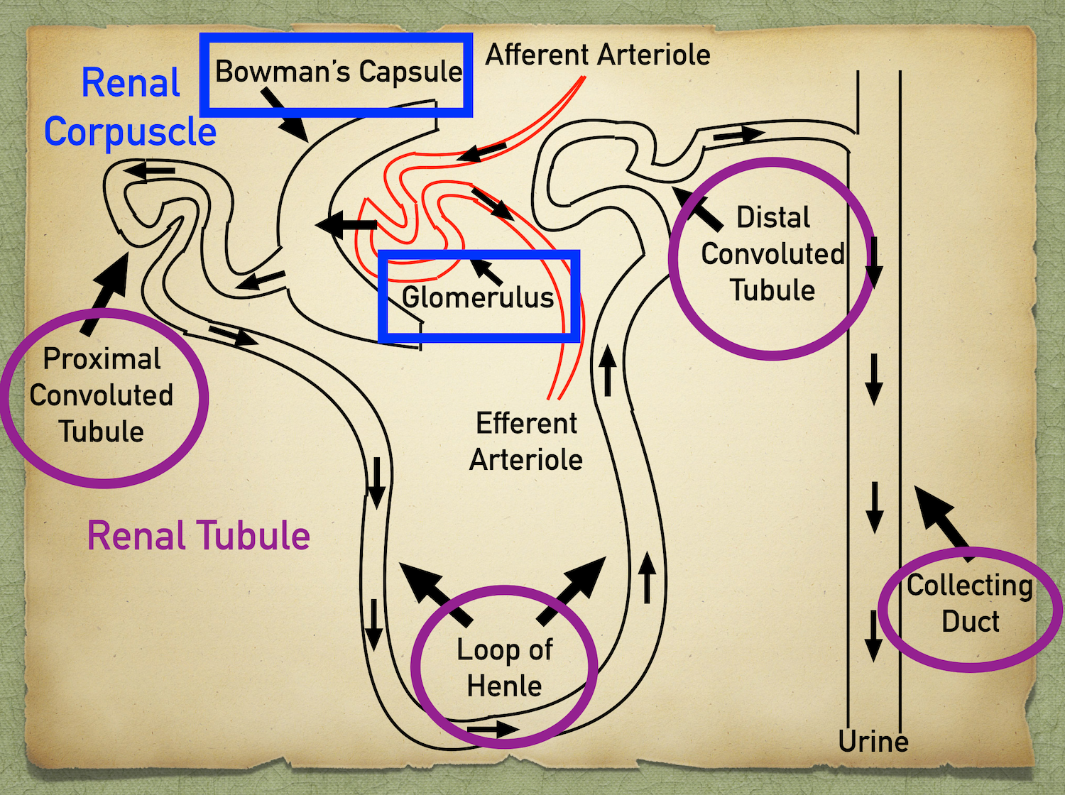 Nephron Structure: Labeled Diagram, Anatomy & Function of Renal Tubule ...
