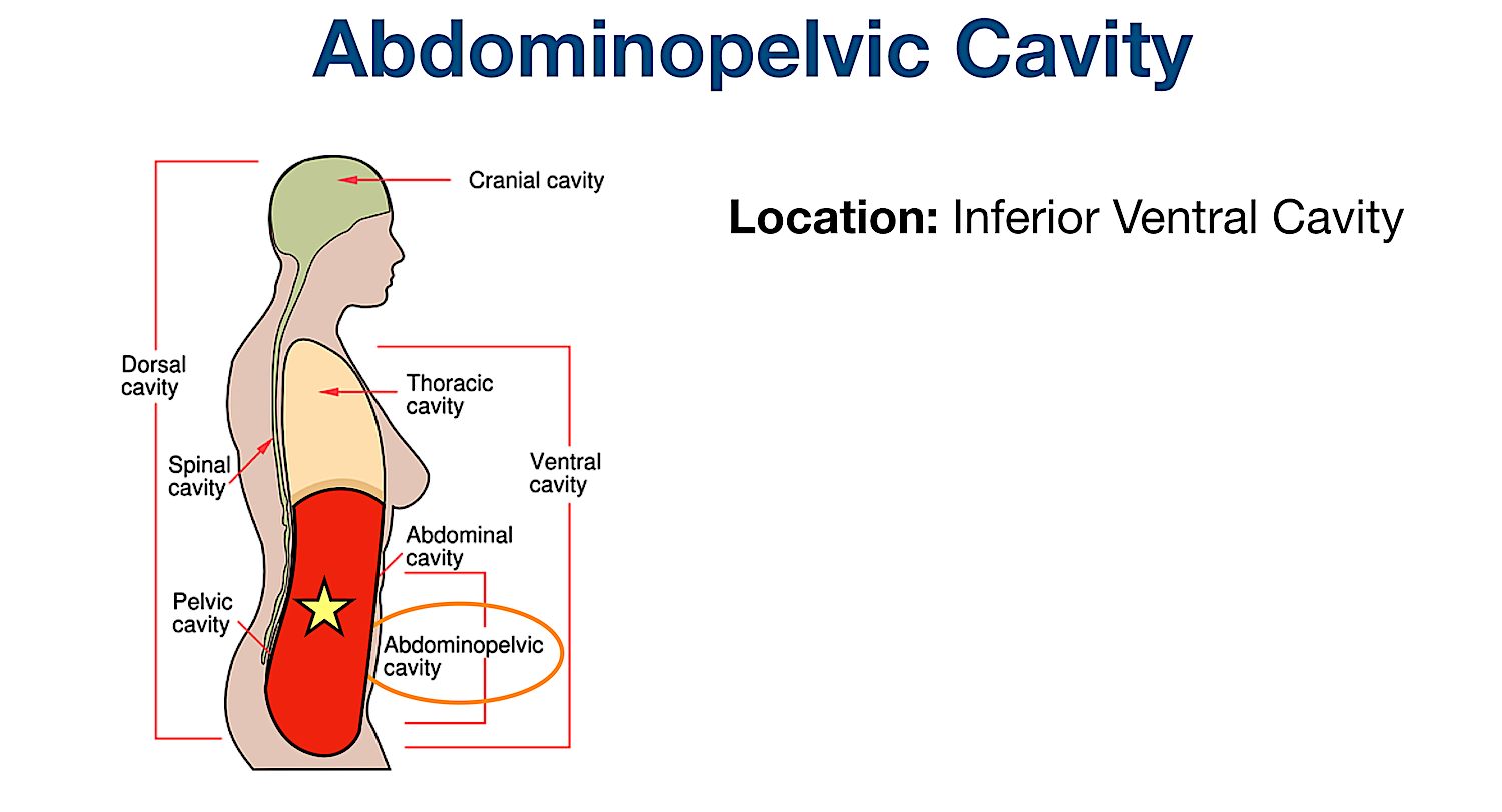 abdominopelvic body cavity membrane organs abdominal pelvic ventral