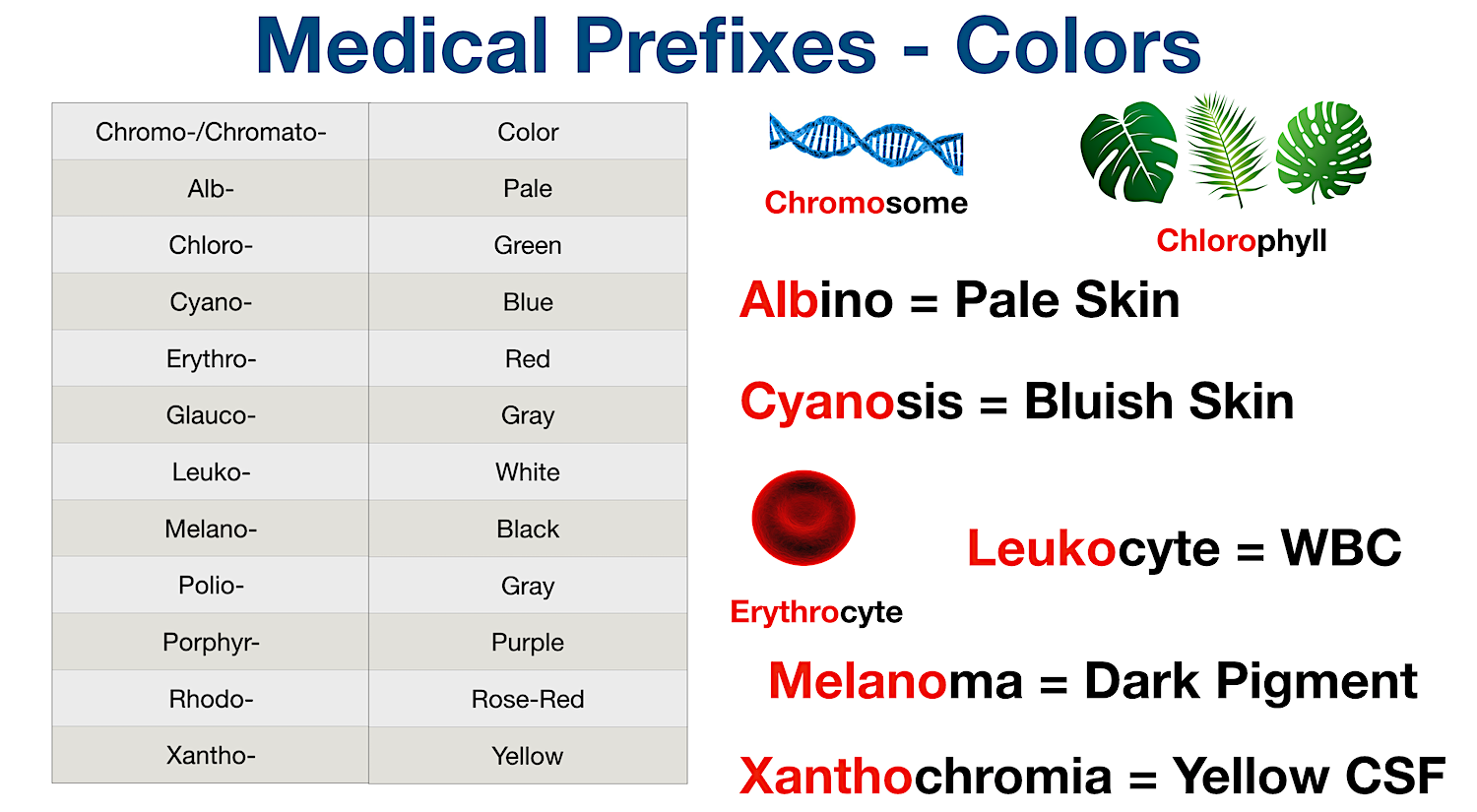 Medical Terminology: List of common prefixes for colors