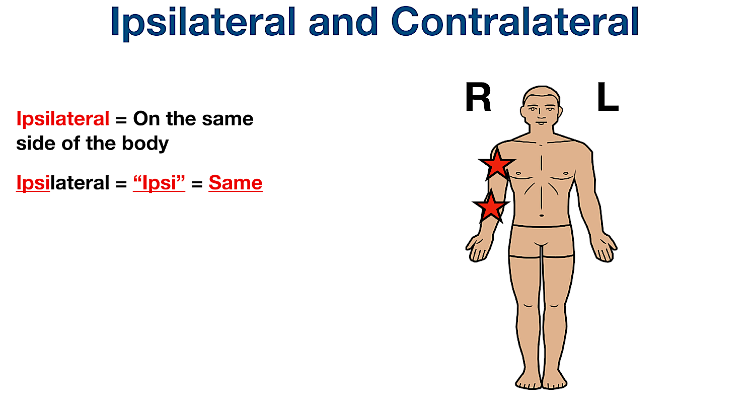 anatomical position directional terms ipsilateral definition example labeled diagram