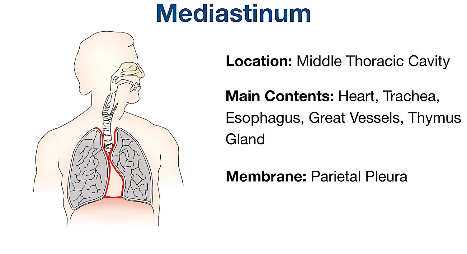 mediastinum body cavity membrane organs