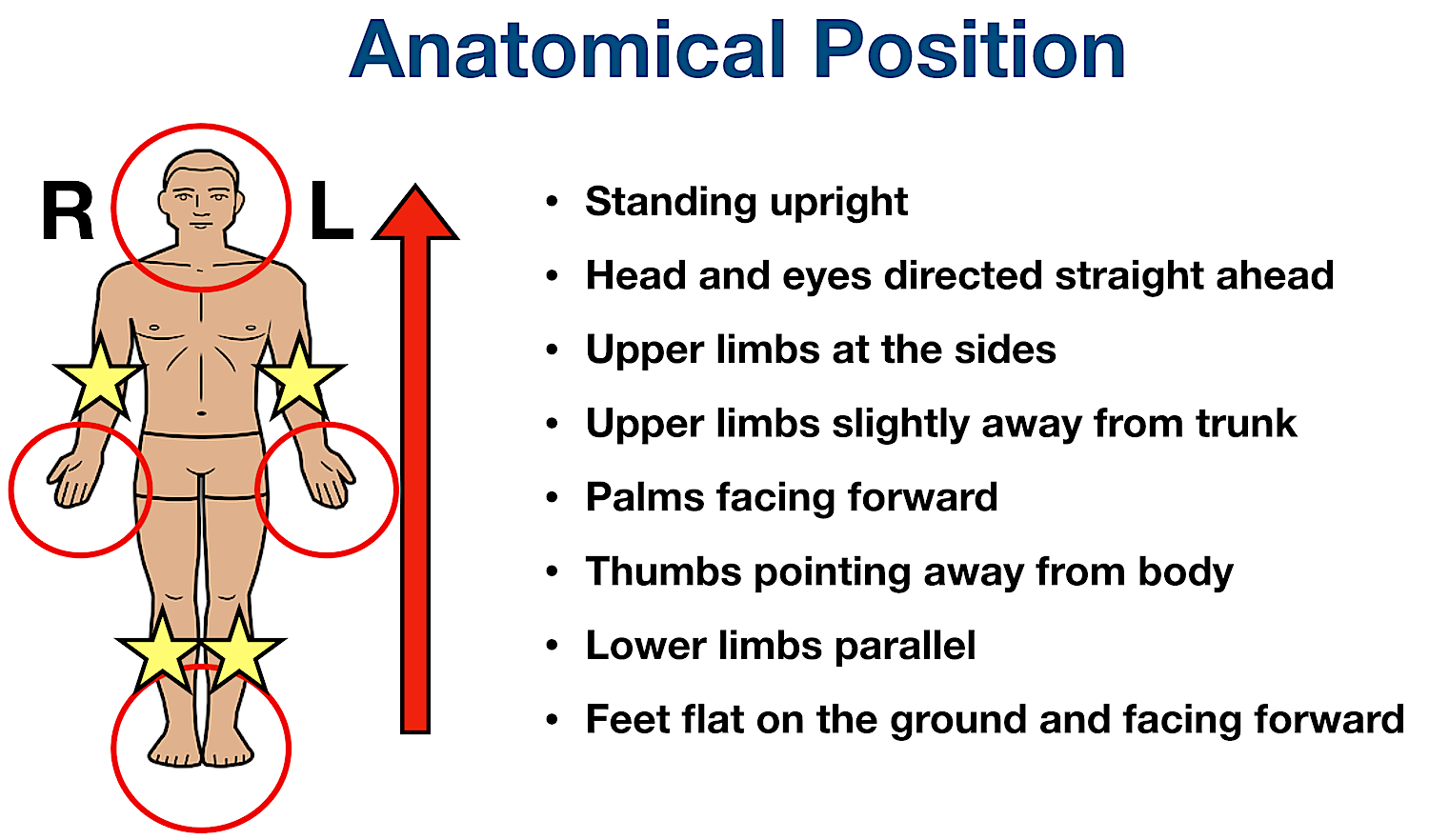 anatomical position example labeled diagram anatomy definition