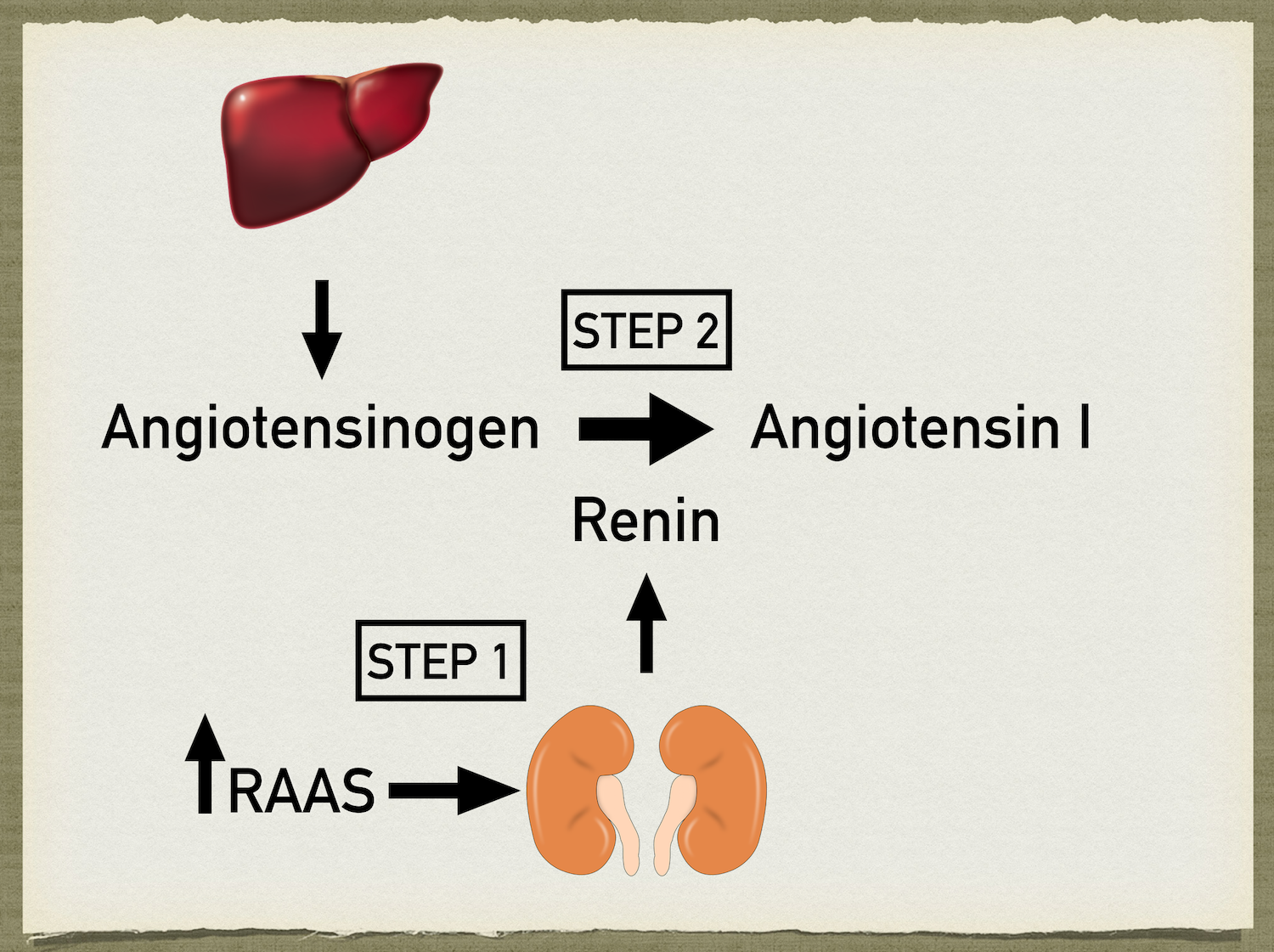 Step 2: Renin cleaves angiotensinogen (released by the liver) to form angiotensin I.