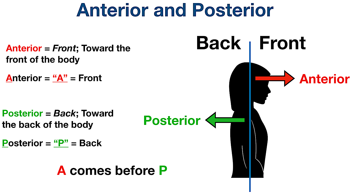 anatomical position directional terms anterior posterior definition example labeled diagram