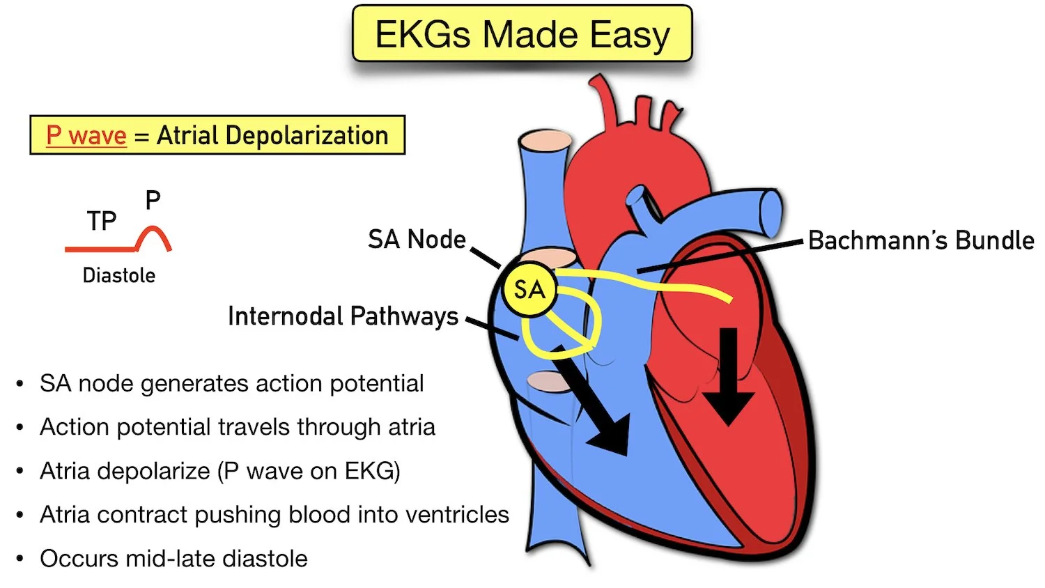 ecg waveform explained labeled diagram components p wave atria depolarization