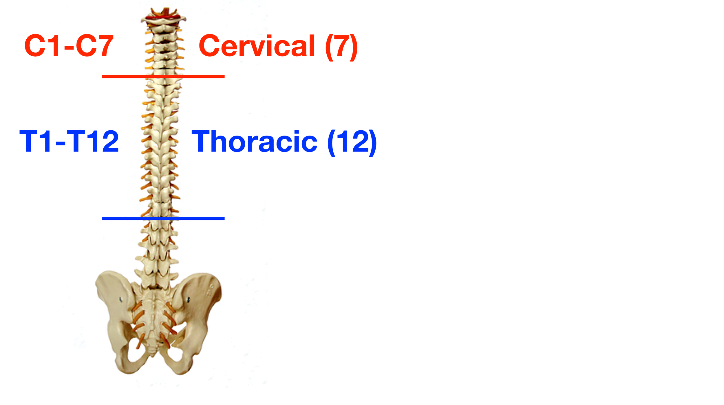 Image: There are 12 thoracic vertebrae located in the mid-upper back labeled T1-T12.