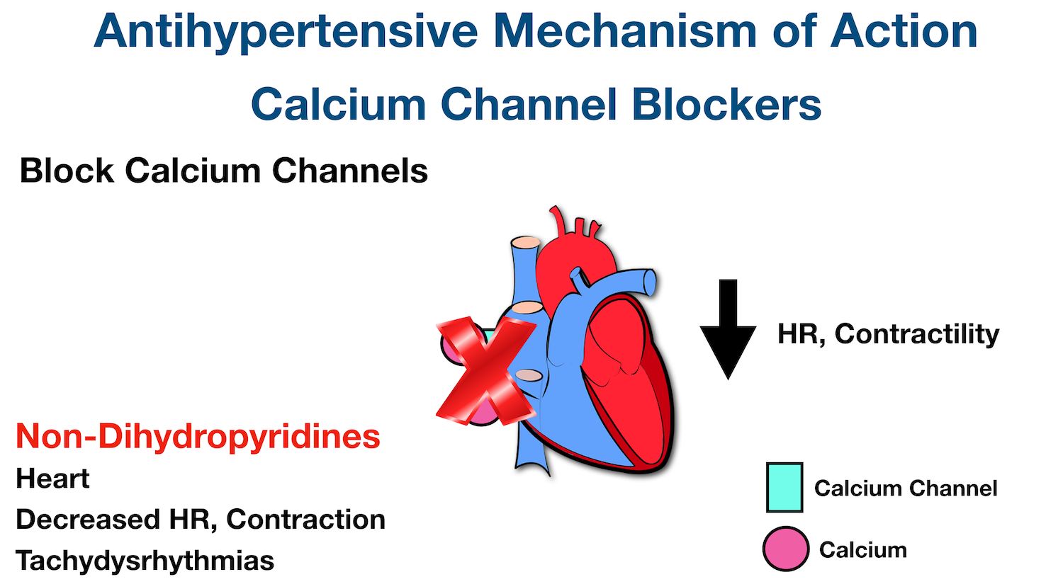 Non-Dihydropyridine Calcium Channel Blockers: Non-Dihydropyridines mainly block the calcium channels of cardiac muscle cells, thereby preventing the influx of calcium. This decreases heart rate and cardiac contraction.
