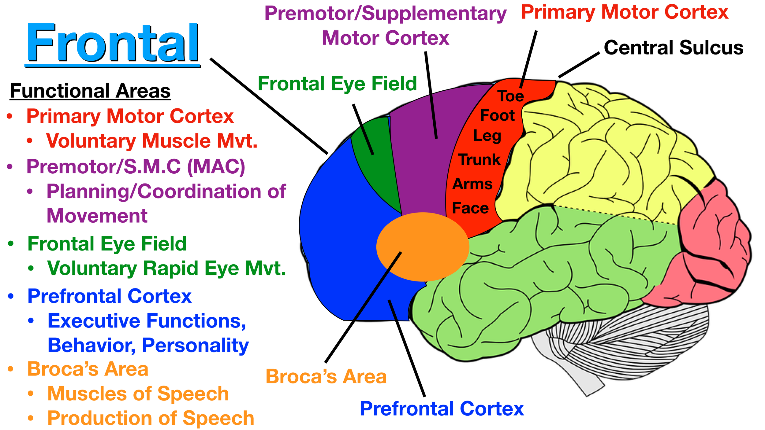 Image: Broca’s area (orange) is usually located in the dominant hemisphere. It is involved in the production of speech and formation of words.
