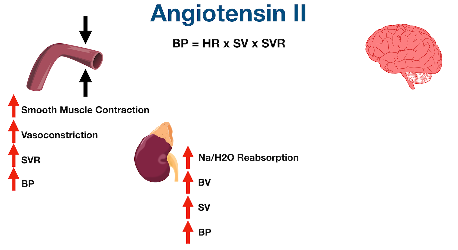 Angiotensin II stimulates sodium and water reabsorption in the proximal tubule of the nephron. This increases blood volume (BV), stroke volume (SV), cardiac output, and blood pressure (BP).