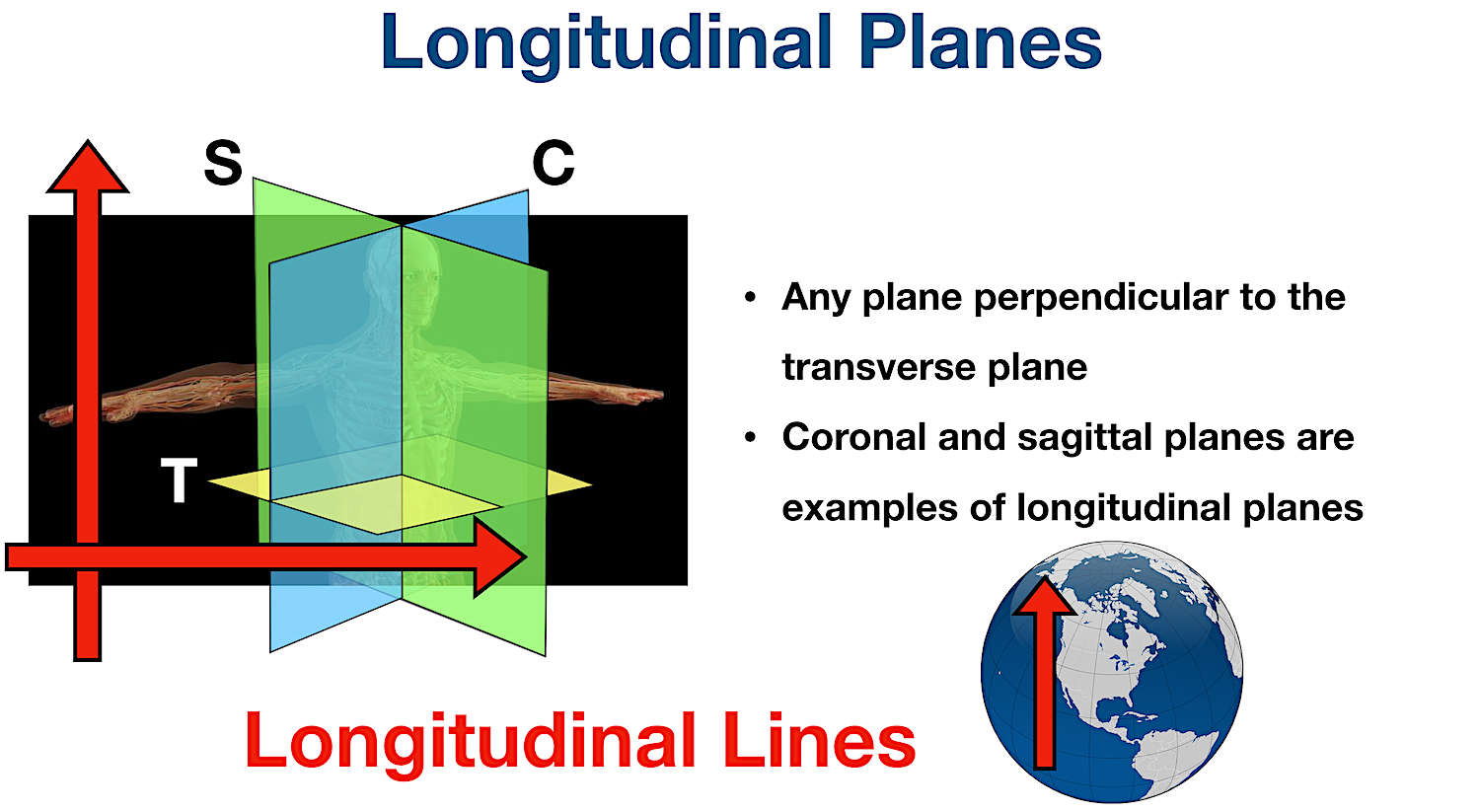 anatomical position longitudinal planes body sections directional terms diagram
