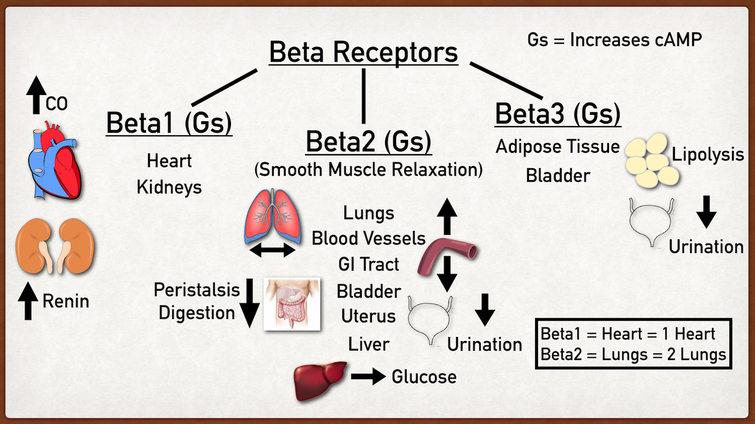 Beta Adrenergic Receptors: Types, Function, Location, Stimulation ...