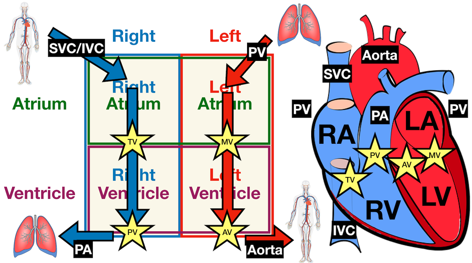 Diagram: Blood flow through the heart, cardiac circulation pathway steps, and cardiac anatomy and structures. Blue arrows (deoxygenated blood); Red arrows (oxygenated blood).