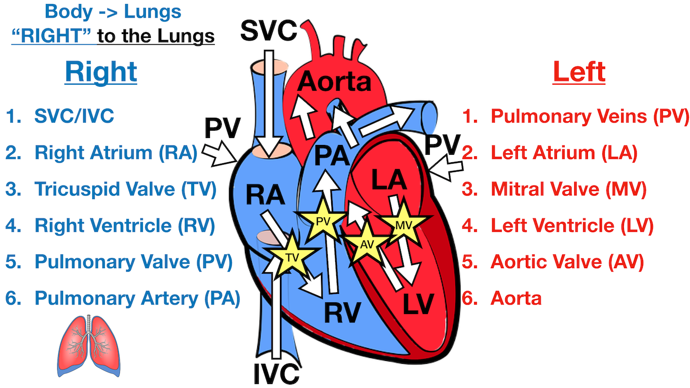Diagram: Blood flow through the left side of the heart involving the following cardiac structures: pulmonary veins (PV), left atrium (LA), mitral valve (MV), left ventricle (LV), aortic valve (AV), and aorta.