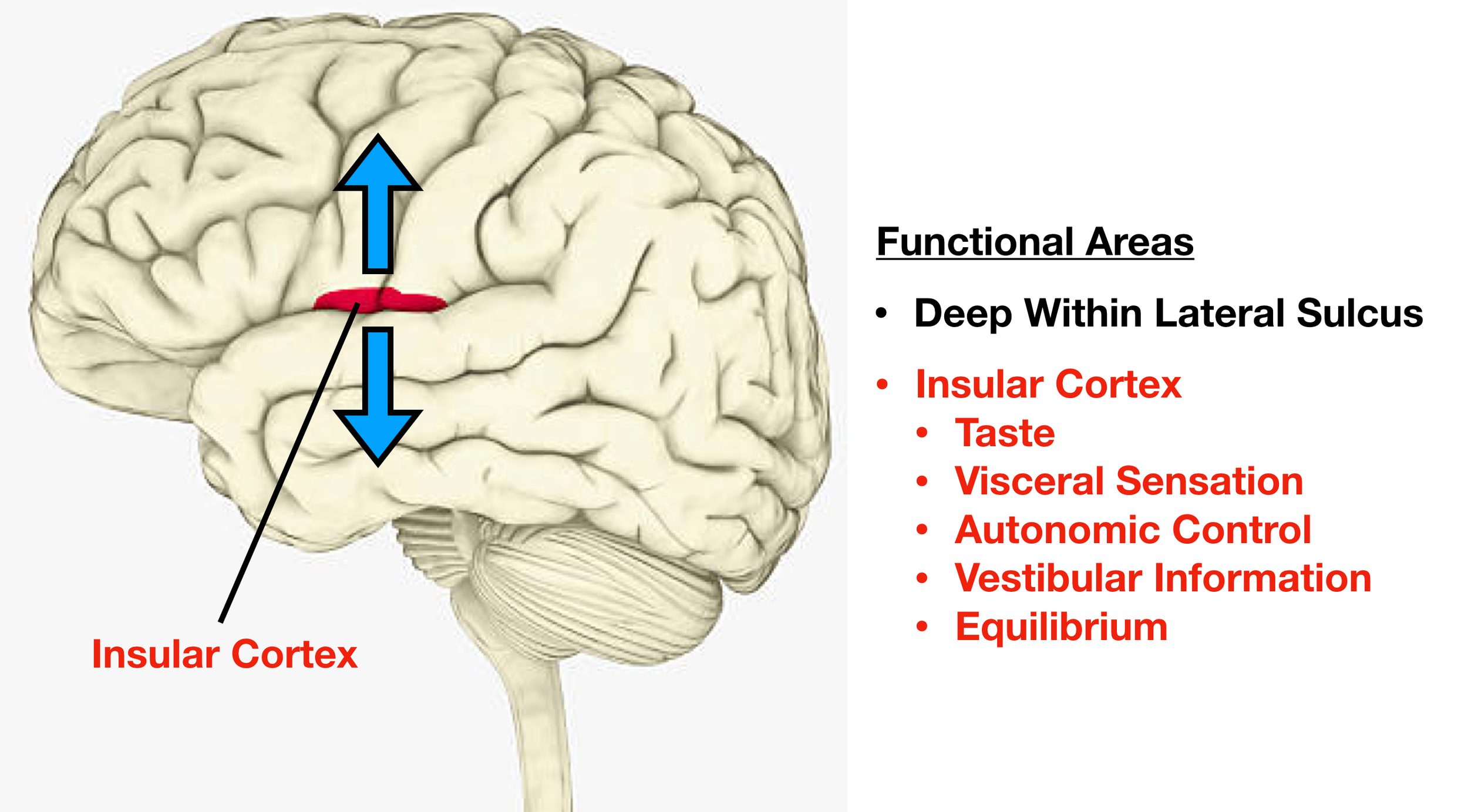 Image: The insular cortex is involved in taste, visceral sensation, autonomic control, and possibly vestibular information/equilibrium.