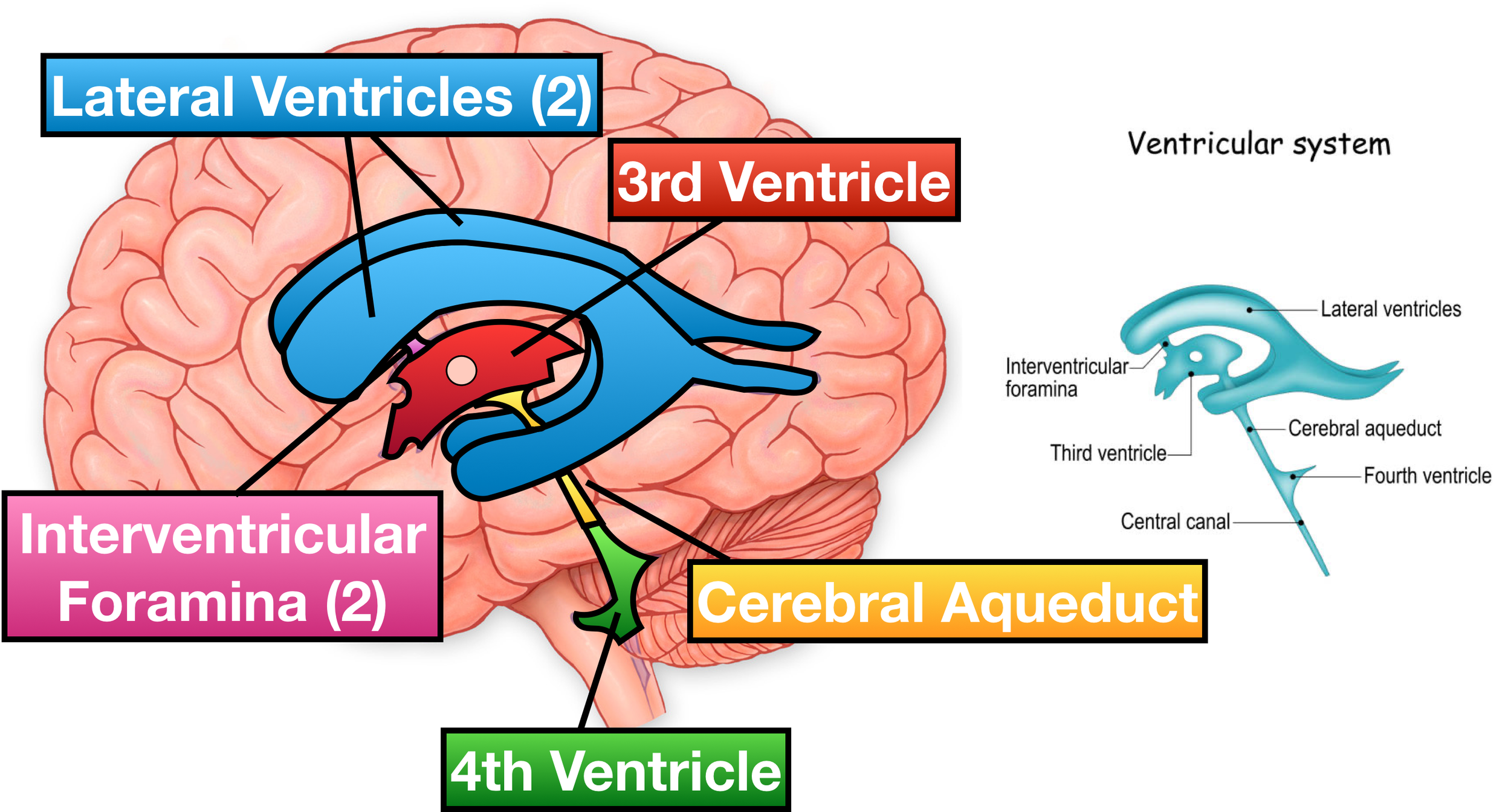 Image (Lateral View): The main structures of the ventricular system include the lateral ventricles (2), interventricular foramina (2), third ventricle, cerebral aqueduct, and fourth ventricle.