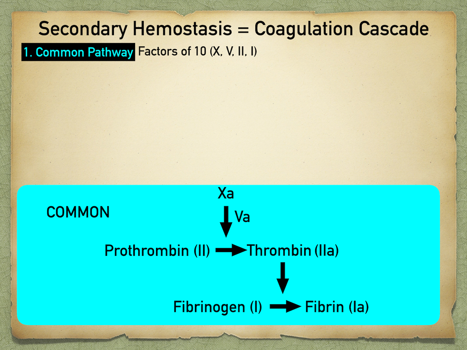 The common pathways involves all numbers that are factors of 10: X, V, II, IXa and Va convert prothrombin into its active form thrombin. Thrombin then cleaves fibrinogen into its active form fibrin. Fibrin creates the strong mesh in a blood clot.