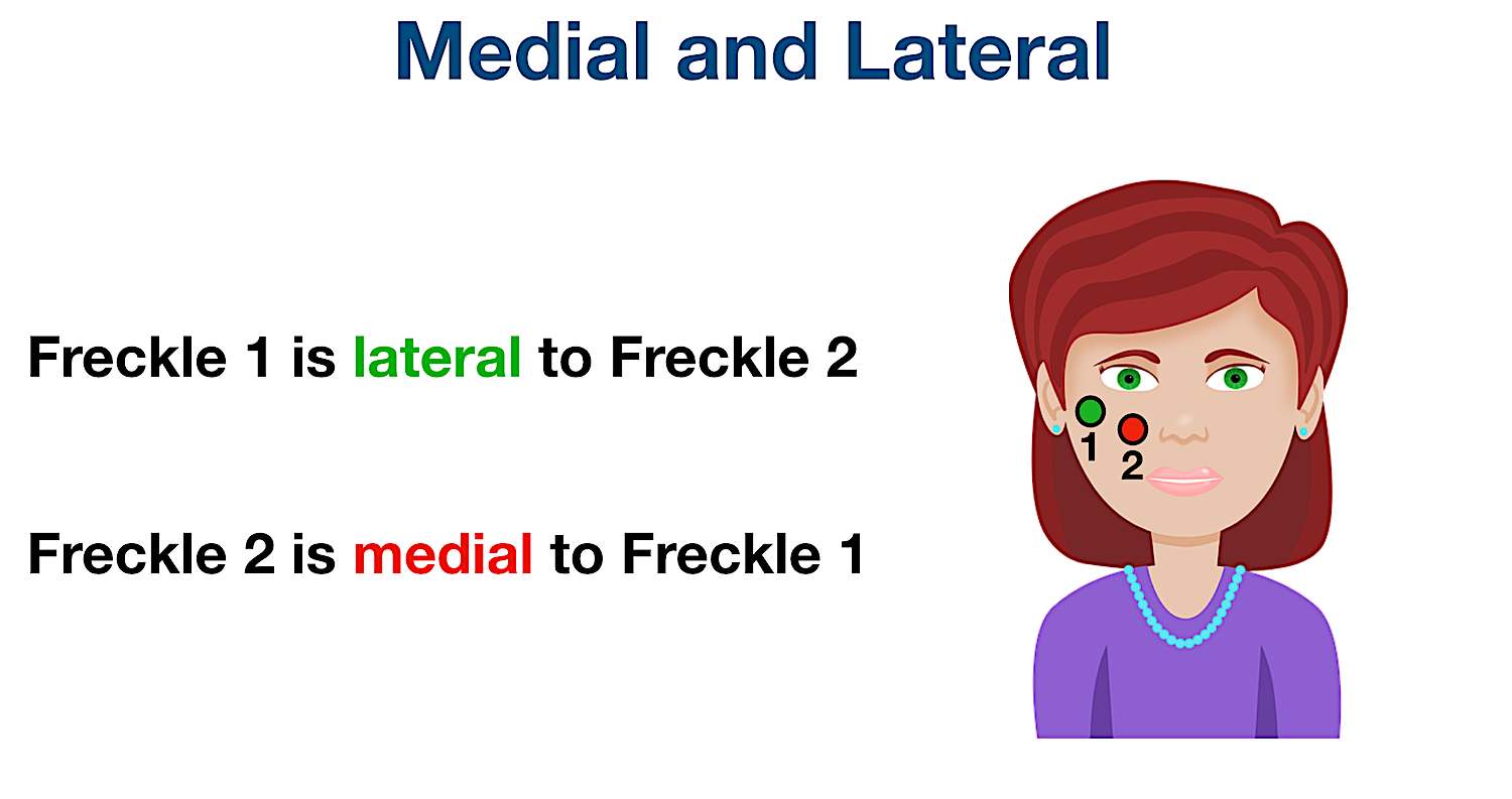 anatomical position directional terms medial lateral location example labeled diagram