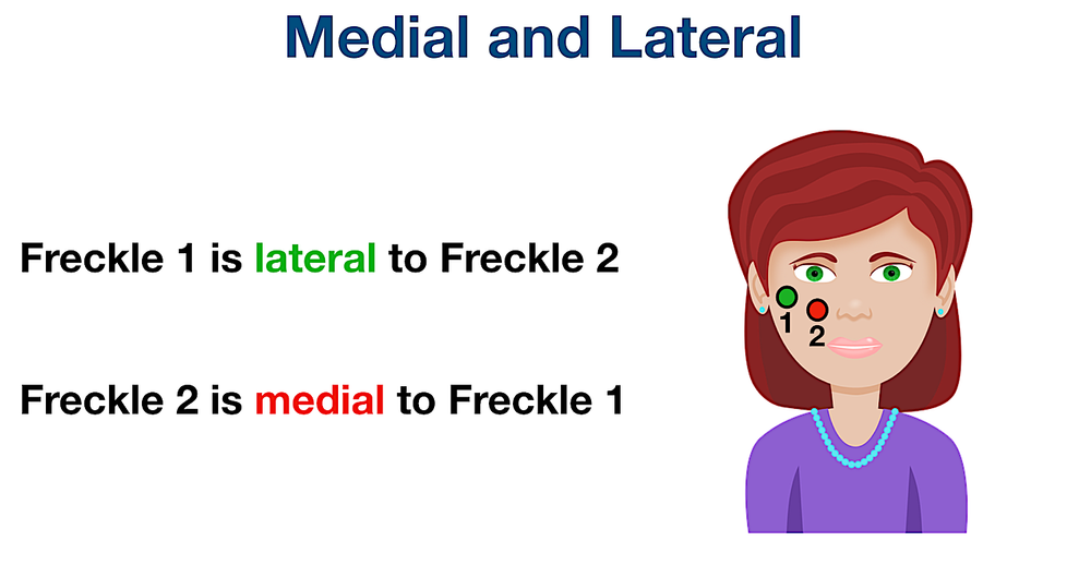 Anatomical Position and Directional Terms: Definitions, Example Labeled ...