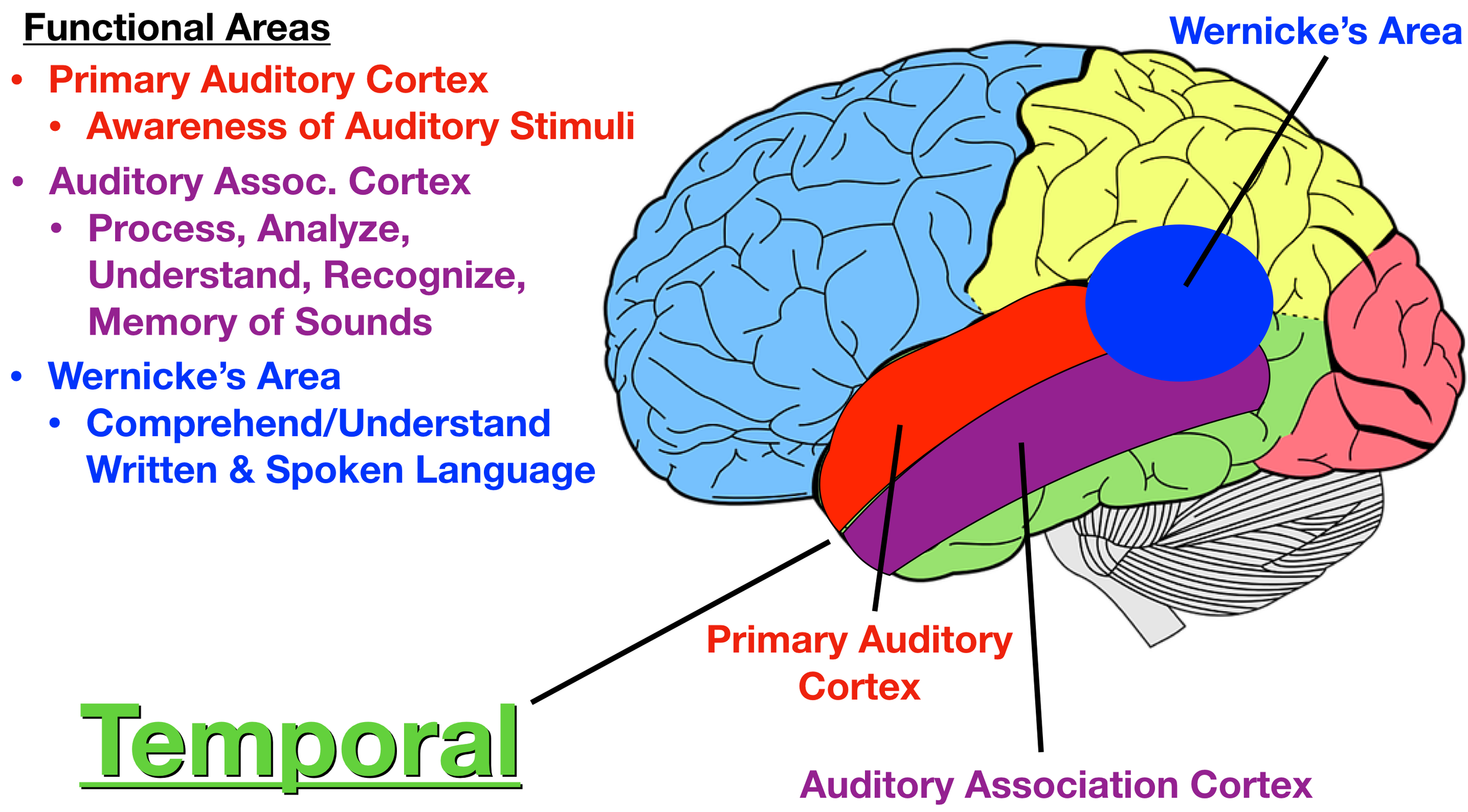 Image: Wernicke’s area (blue) is usually in the dominant hemisphere and is involved in comprehension and understanding of written and spoken language.