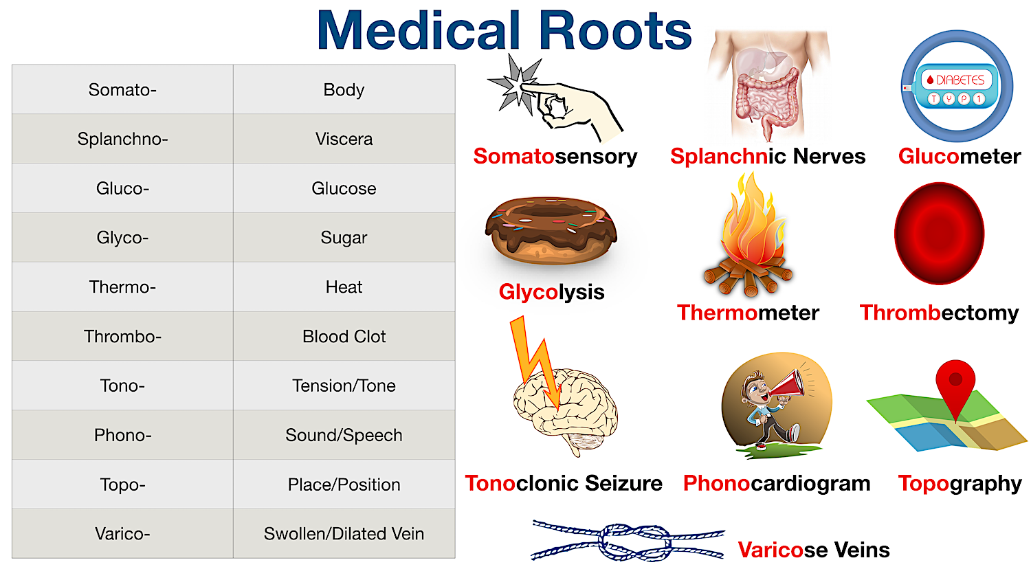 Medical Terminology: List of common root words, their meanings, and examples