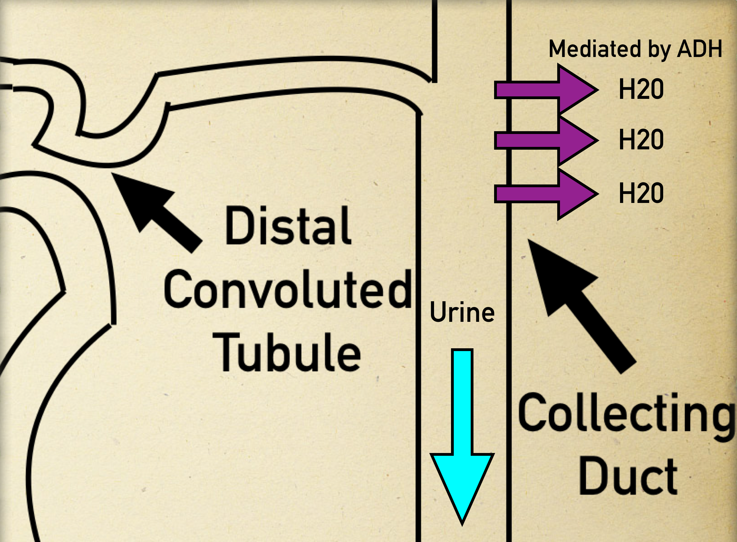 Collecting Duct: All of the distal tubules converge onto the collecting duct system where urine is ultimately excreted out of the kidneys. Water reabsorption occurs, mediated by antidiuretic hormone.