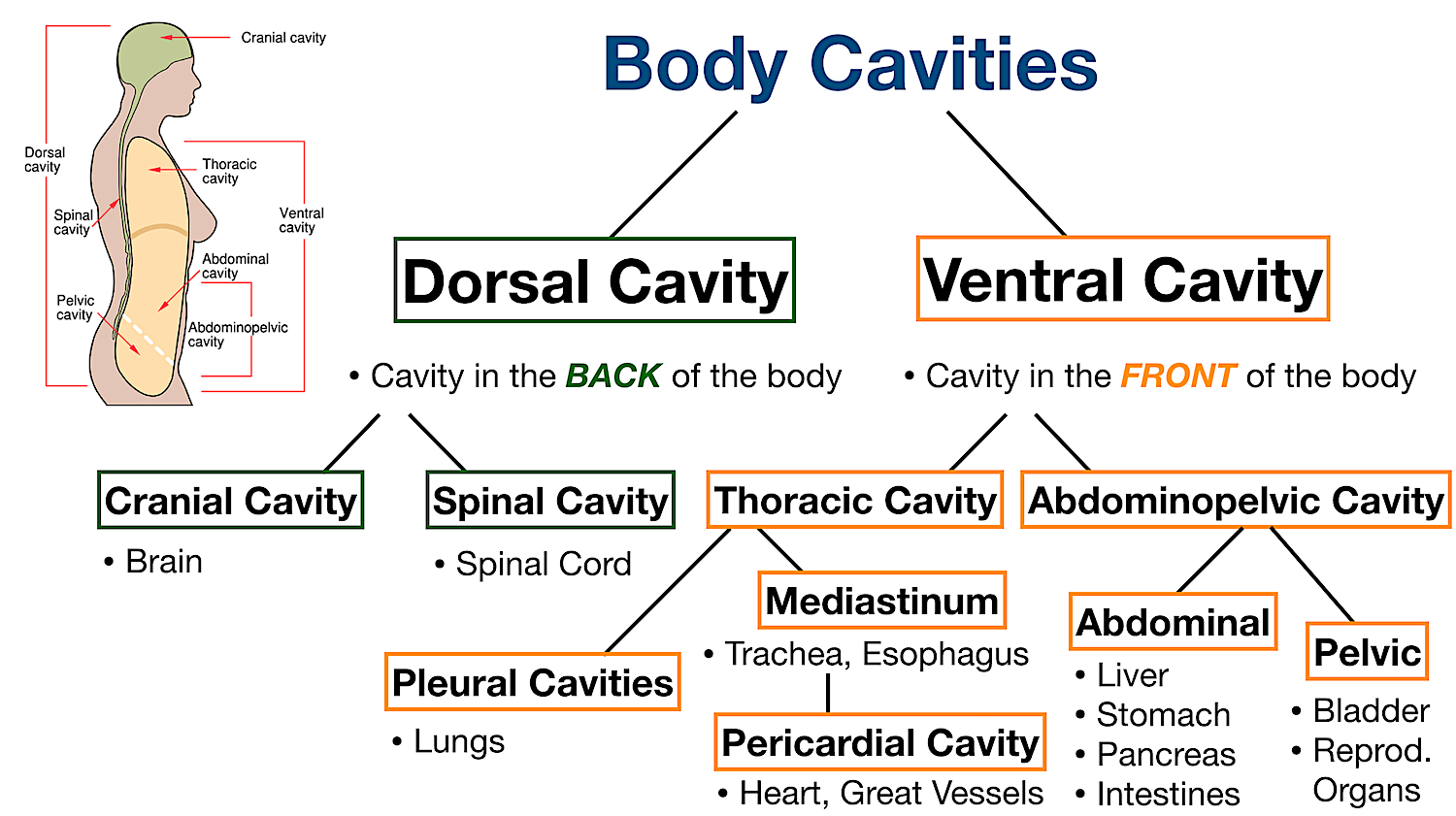 body cavities organs labeled diagram flow chart