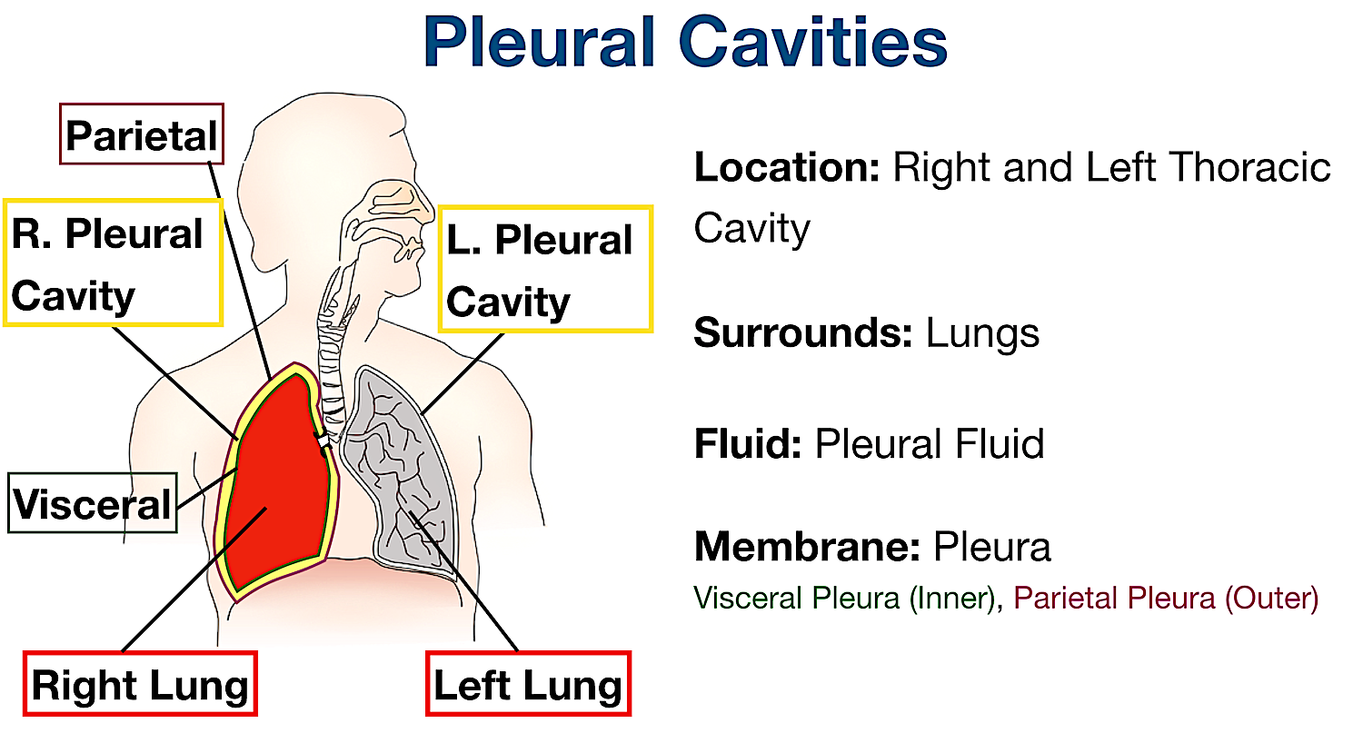 pleural body cavities organs membranes lungs labeled diagram