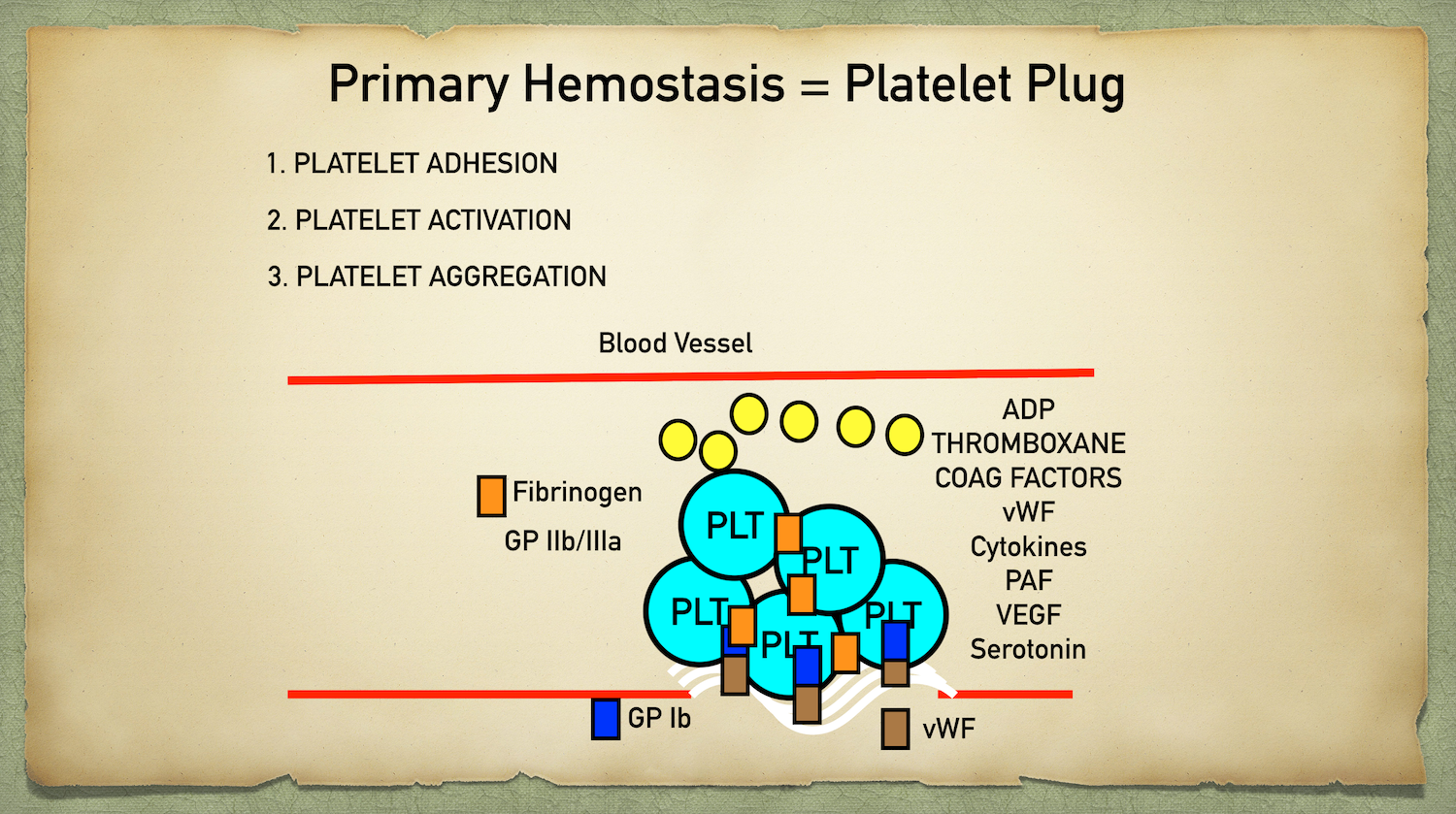 Activated platelets express GPIIb/IIIa receptors that bind fibrinogen to form a cross-link between 2 platelets to further solidify the platelet plug through platelet aggregation.