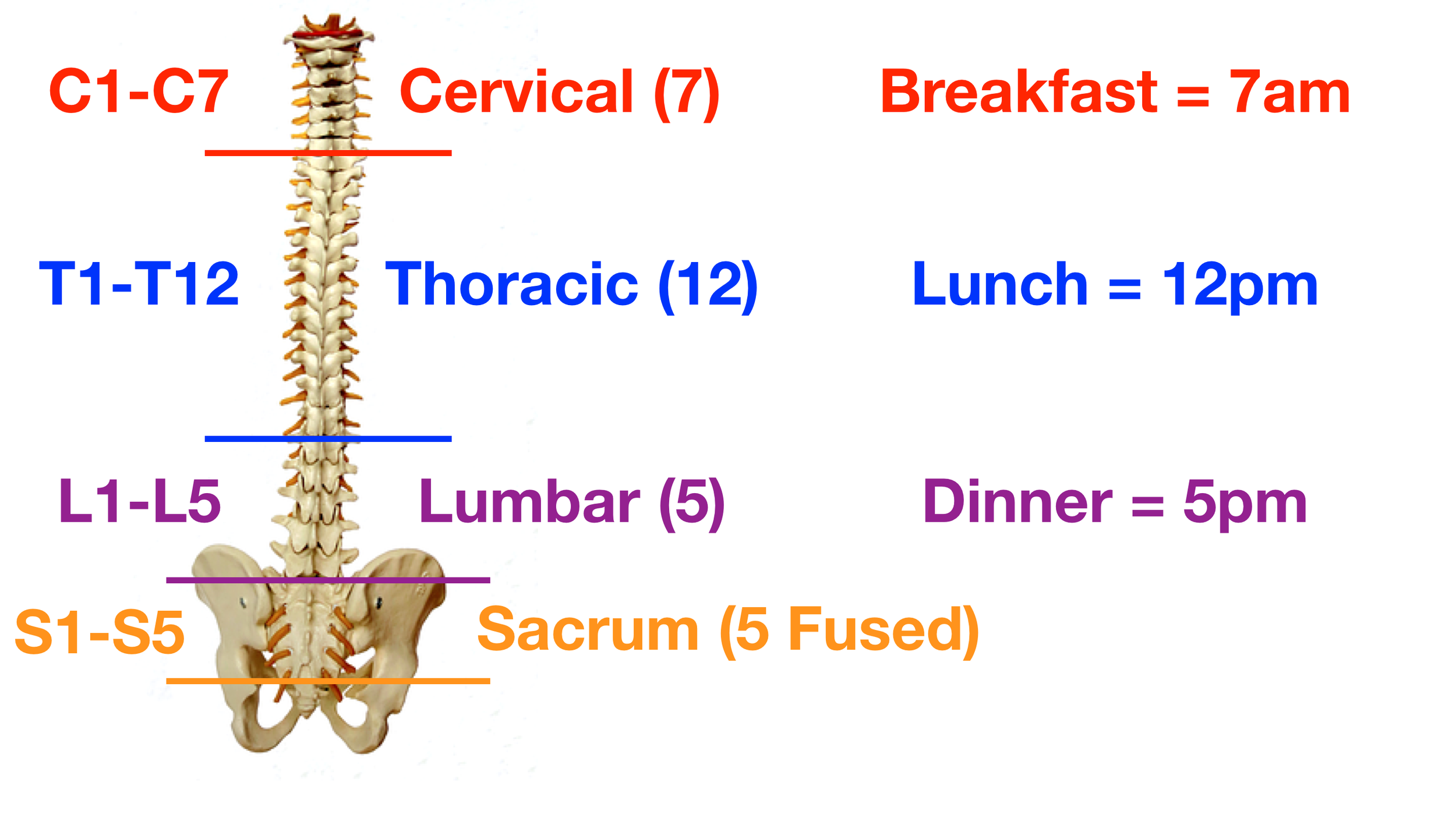 Image: There are 5 sacral vertebrae that fuse together by adulthood, labeled S1-S5, to form the sacrum.