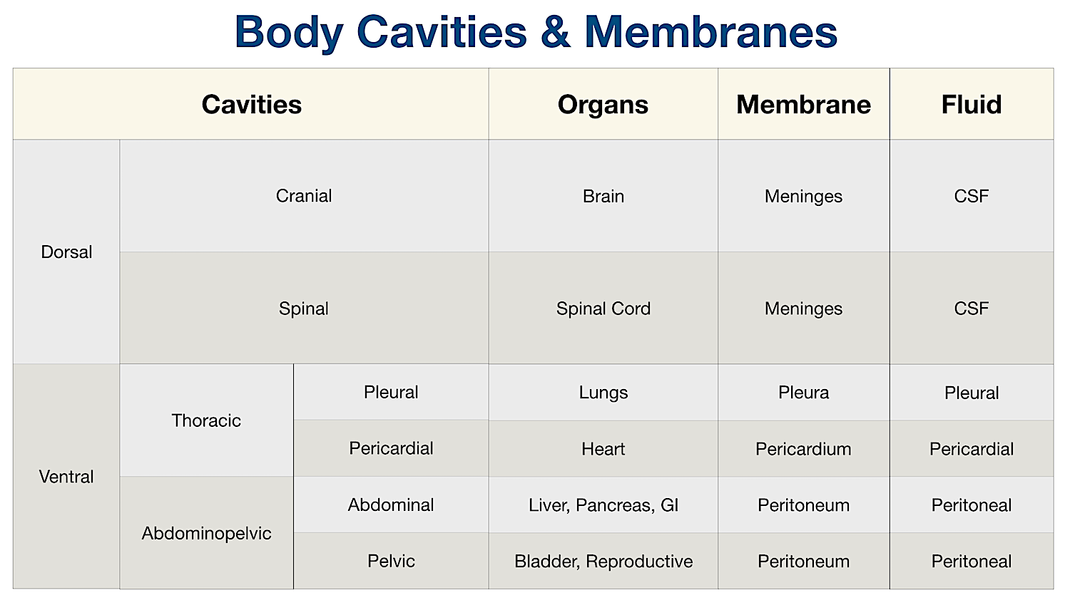 body cavities labeled organs membranes anatomy diagram table