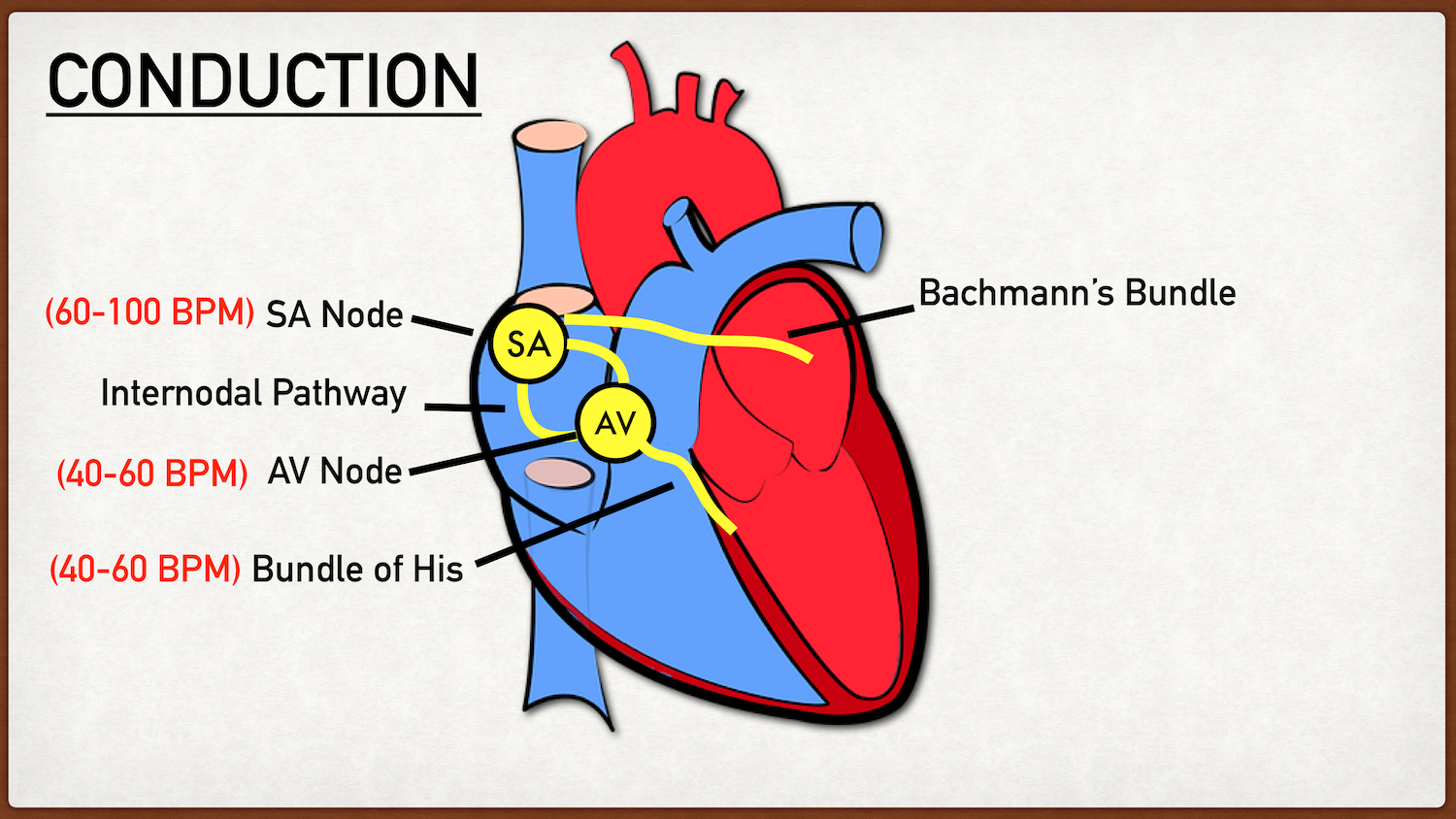 The action potential exits the AV node and enters the bundle of His.The bundle of His has pacemaker cells that can generate action potentials at 40-60 beats per minute.