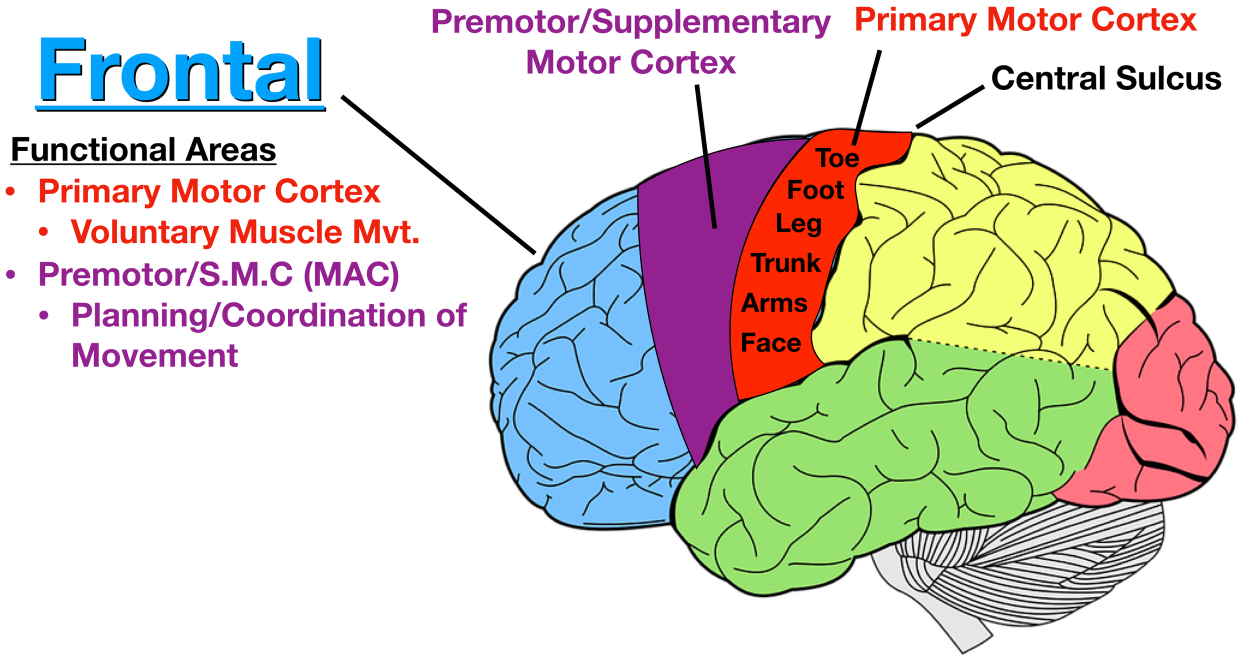 Image: The motor association cortex (purple) is made up of the premotor cortex and supplementary motor cortex. It is located anterior to the primary motor cortex (red) and is involved in the planning and coordination of voluntary motor movements.